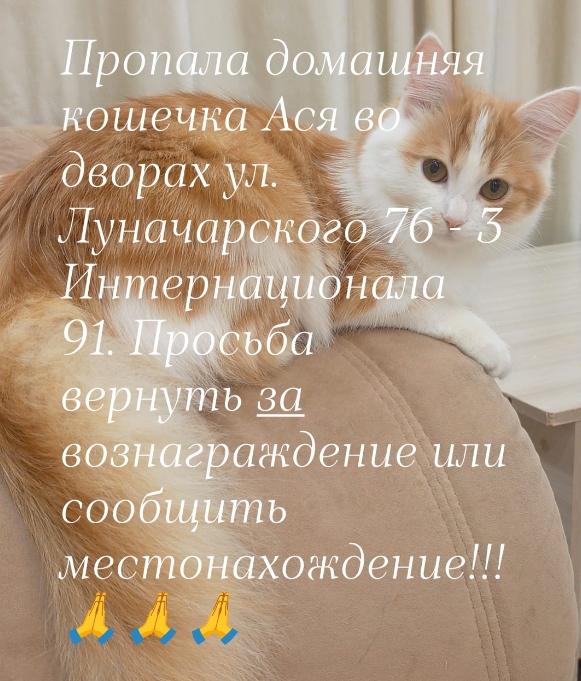 Пропала кошка в Трубчевске — Домашняя, дети вытащили на улицу и та убежала, до этого на улице не была