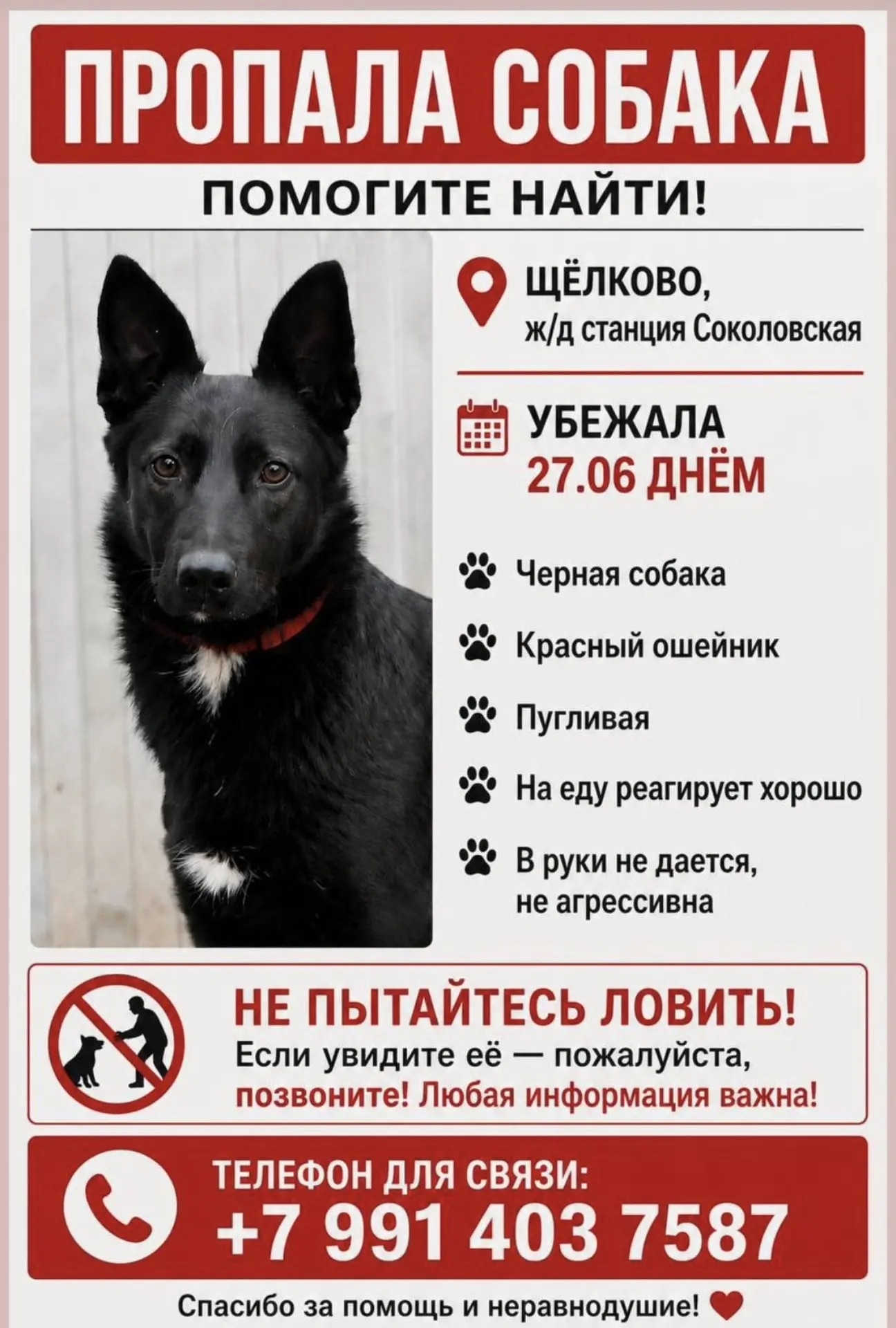 Найдена собака в Мытищах — фото объявления