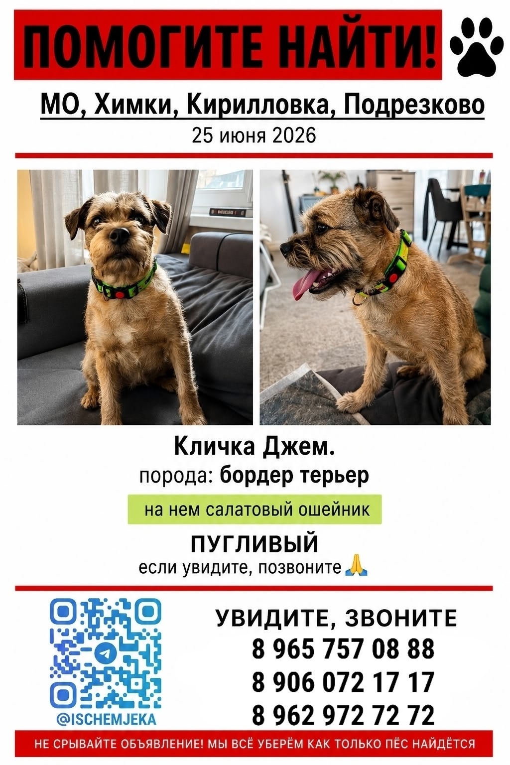 Найдена собака в Химках — фото объявления
