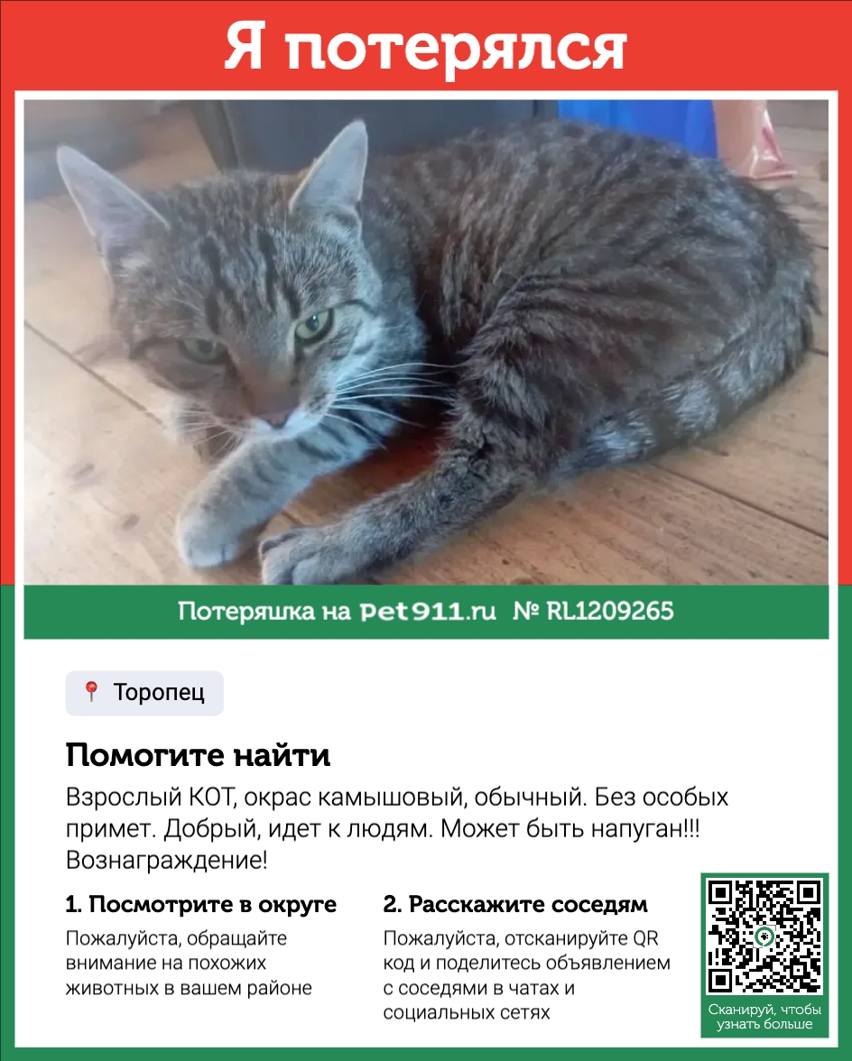 Найдена кошка в Твери — фото объявления