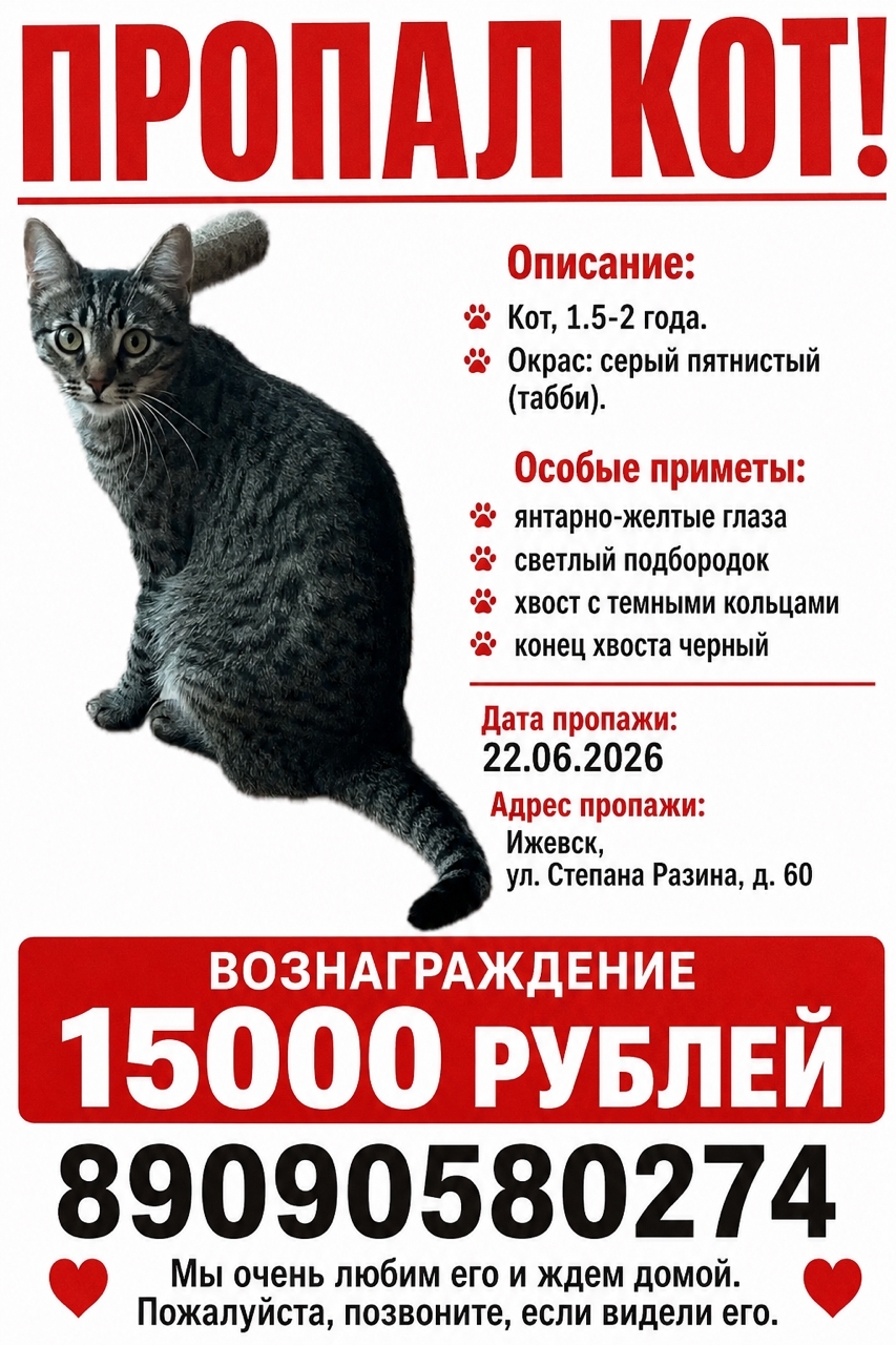 Найдена кошка в Ижевске — фото объявления