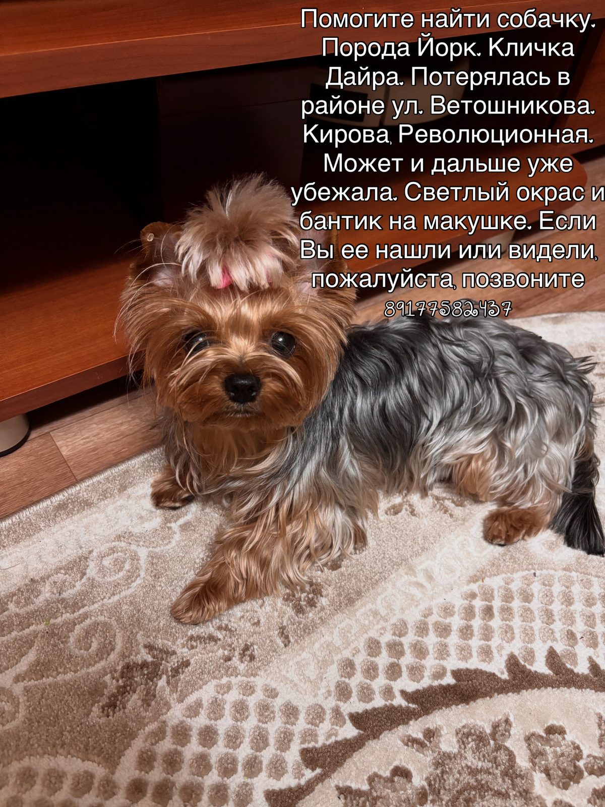 Пропала собака в Уфе — фото объявления