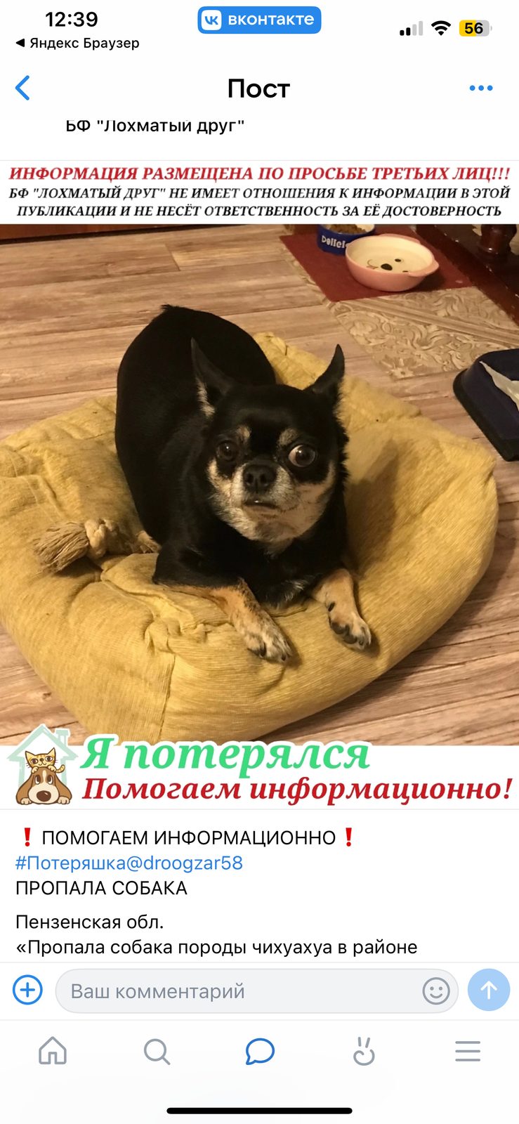 Пропала собака в Заречном — фото объявления