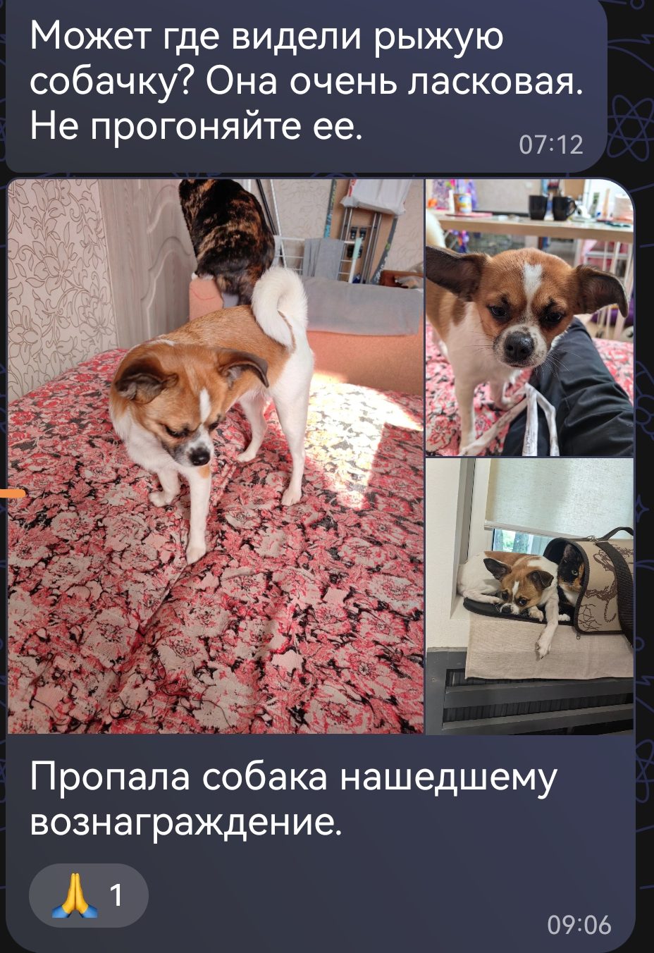 Пропала собака в Домодедове — Помогите найти нашу собачка наша вторая по ней очень скучает, постоянно скулит. И у нас семья…