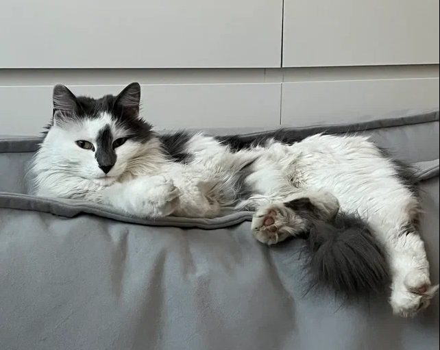 Пропала кошка в Новосибирске — фото объявления