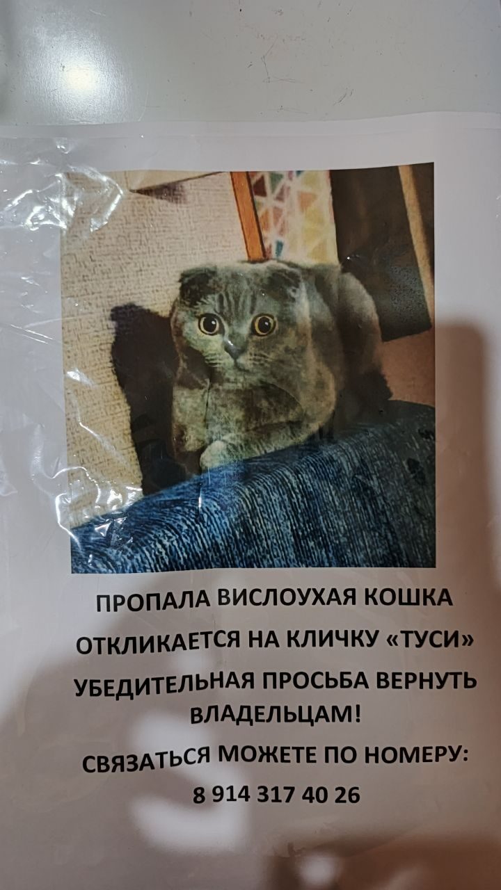 Пропала кошка в Хабаровске — фото объявления