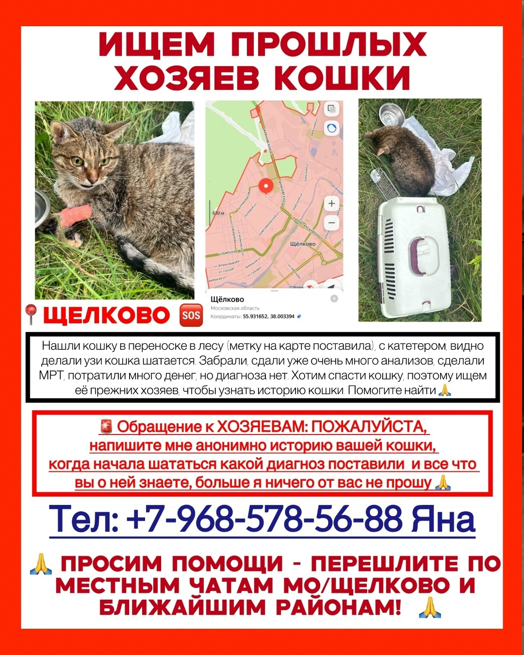 Найдена собака в Королёве — фото объявления