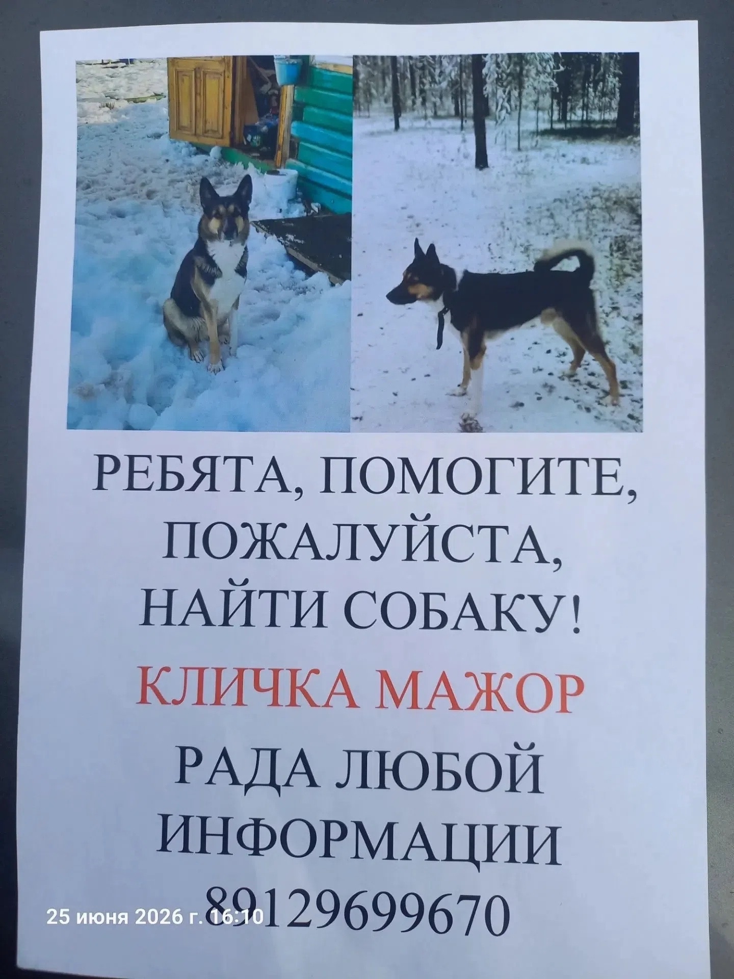Объявление о питомце в Ухте — фото объявления