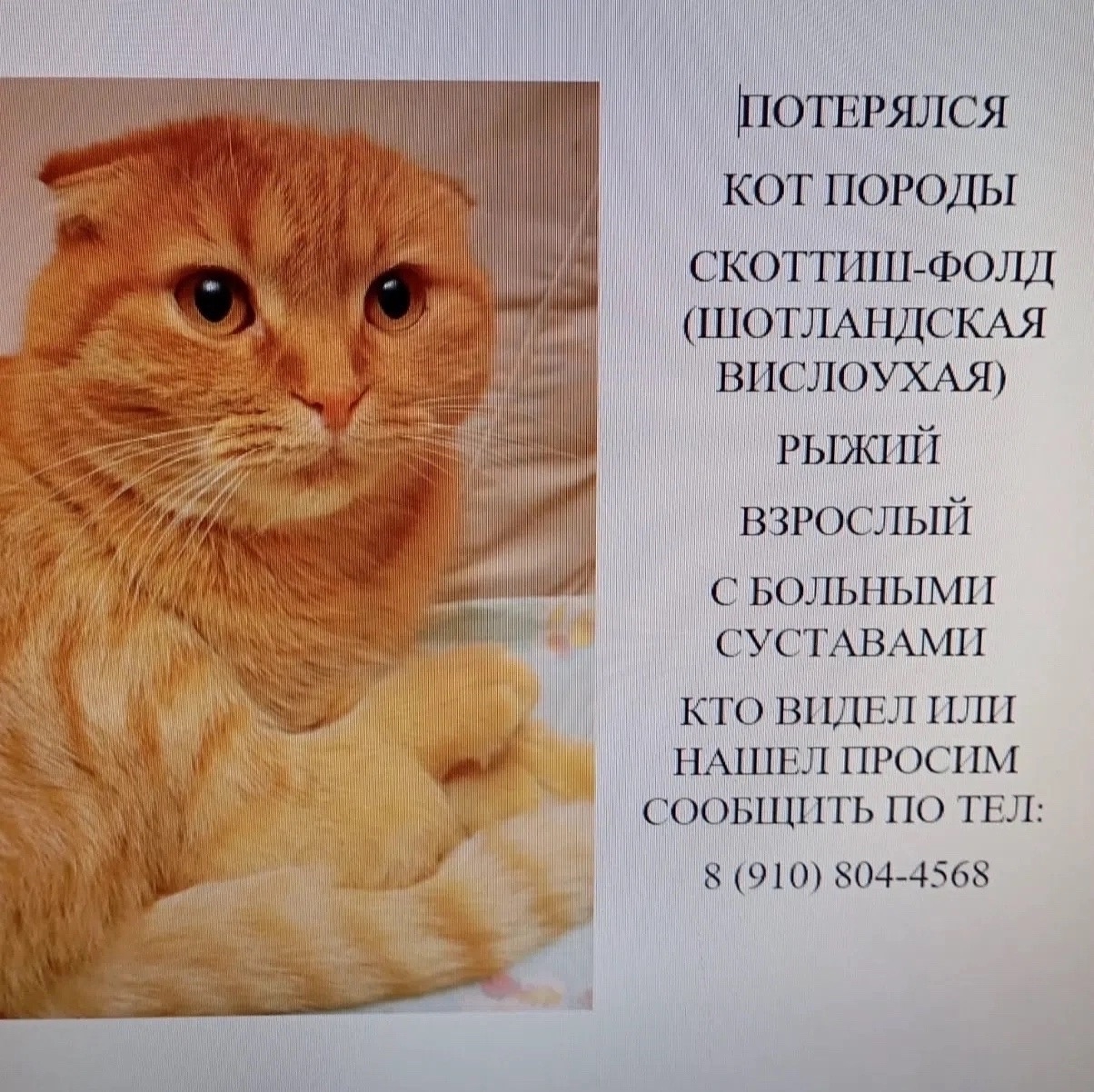 Найдена кошка в Костроме — фото объявления
