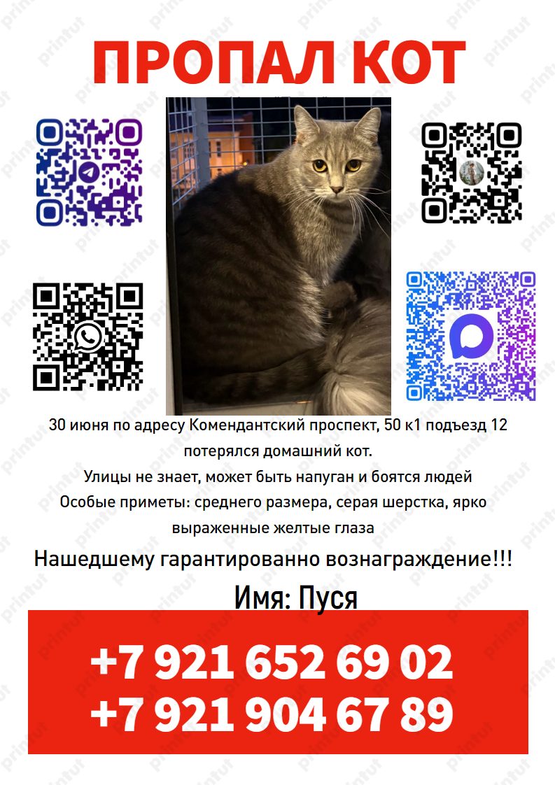 Пропала кошка в Санкт-Петербурге — фото объявления