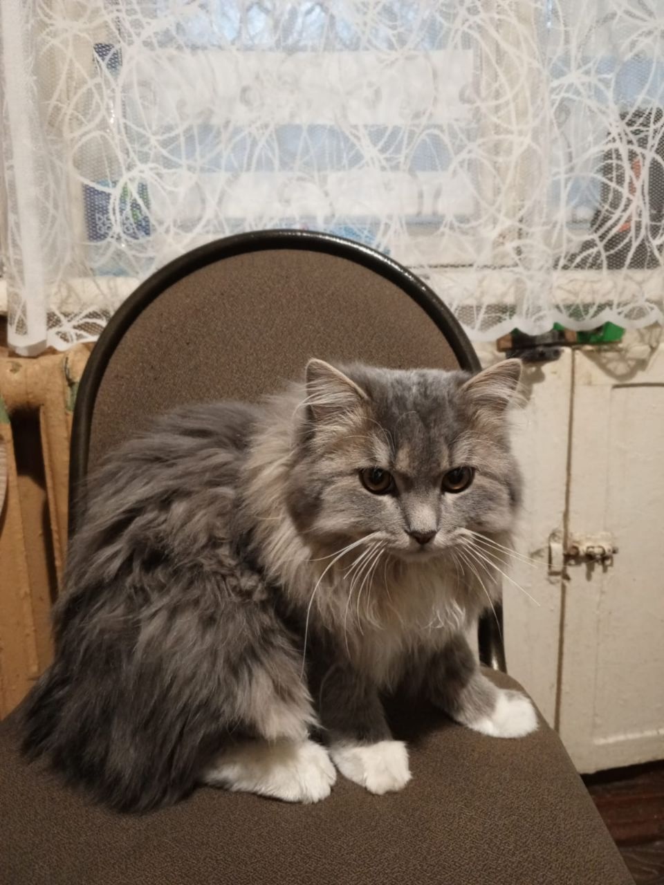 Пропала кошка в Королёве — фото объявления