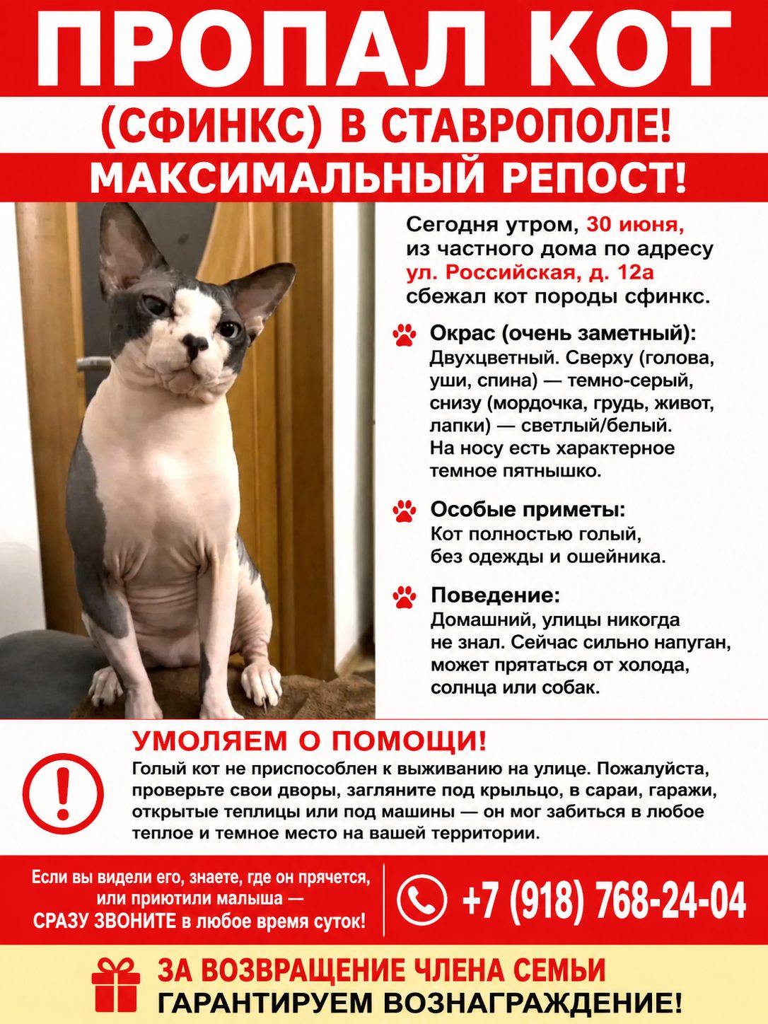 Пропала кошка в Ставрополе — фото объявления