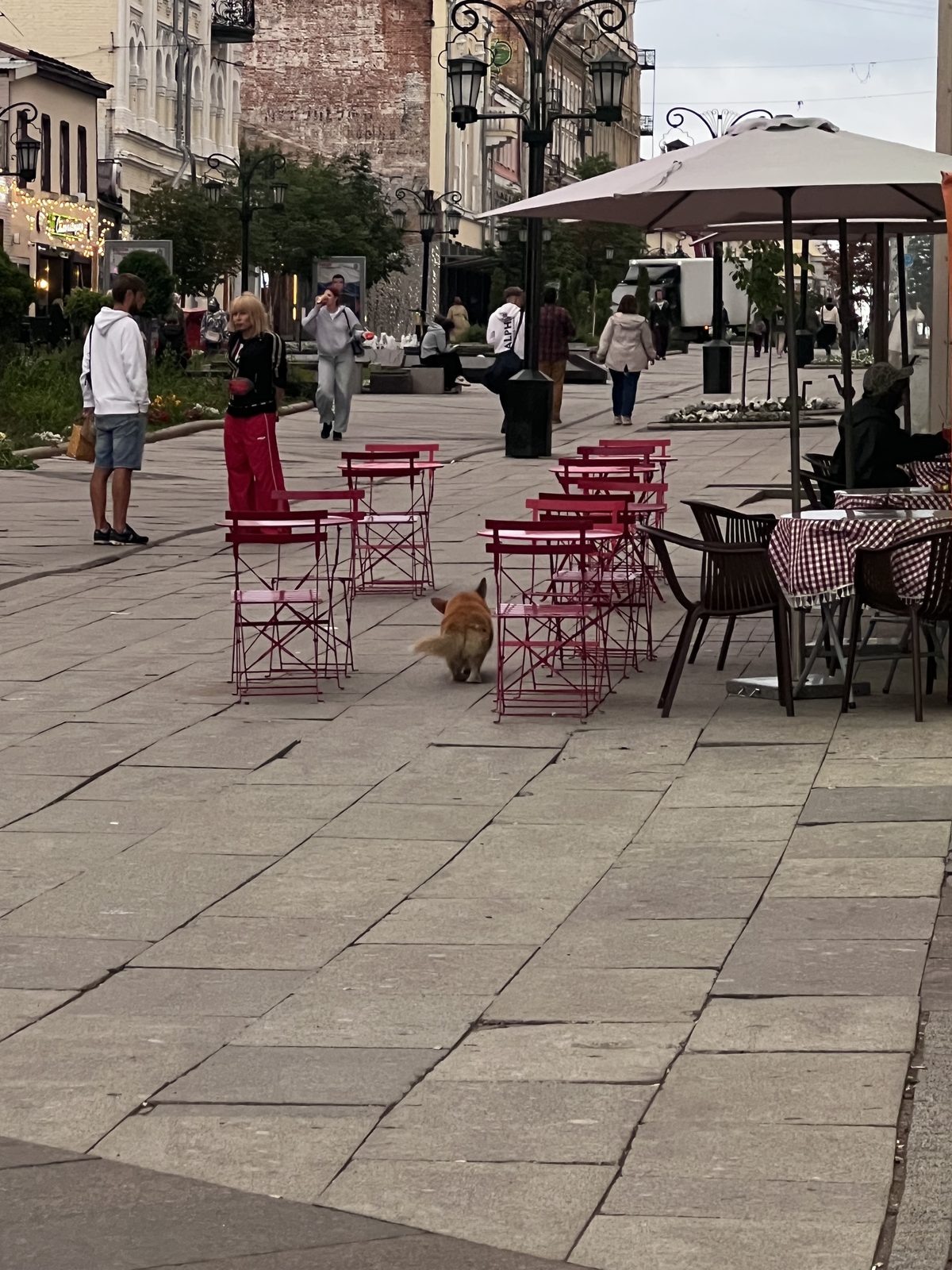 Найдена собака в Самаре — фото объявления