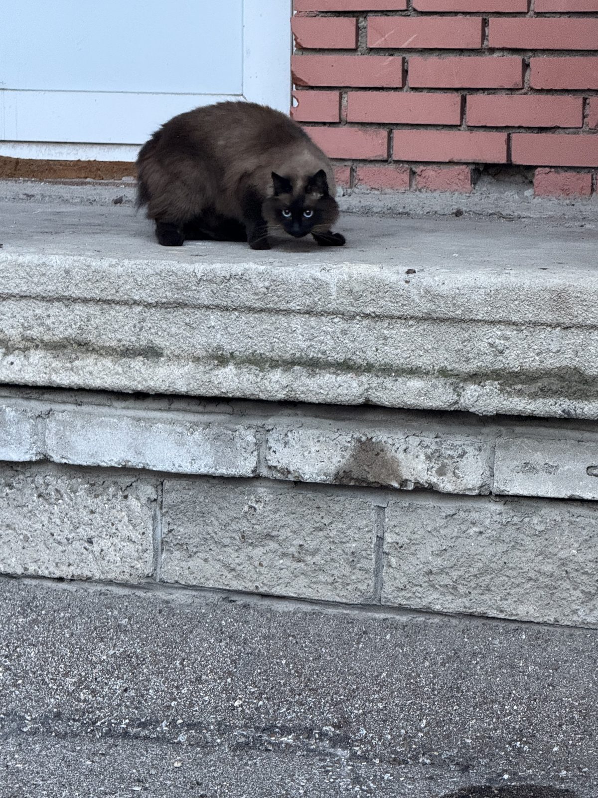 Найдена кошка в Уфе — Сиамская