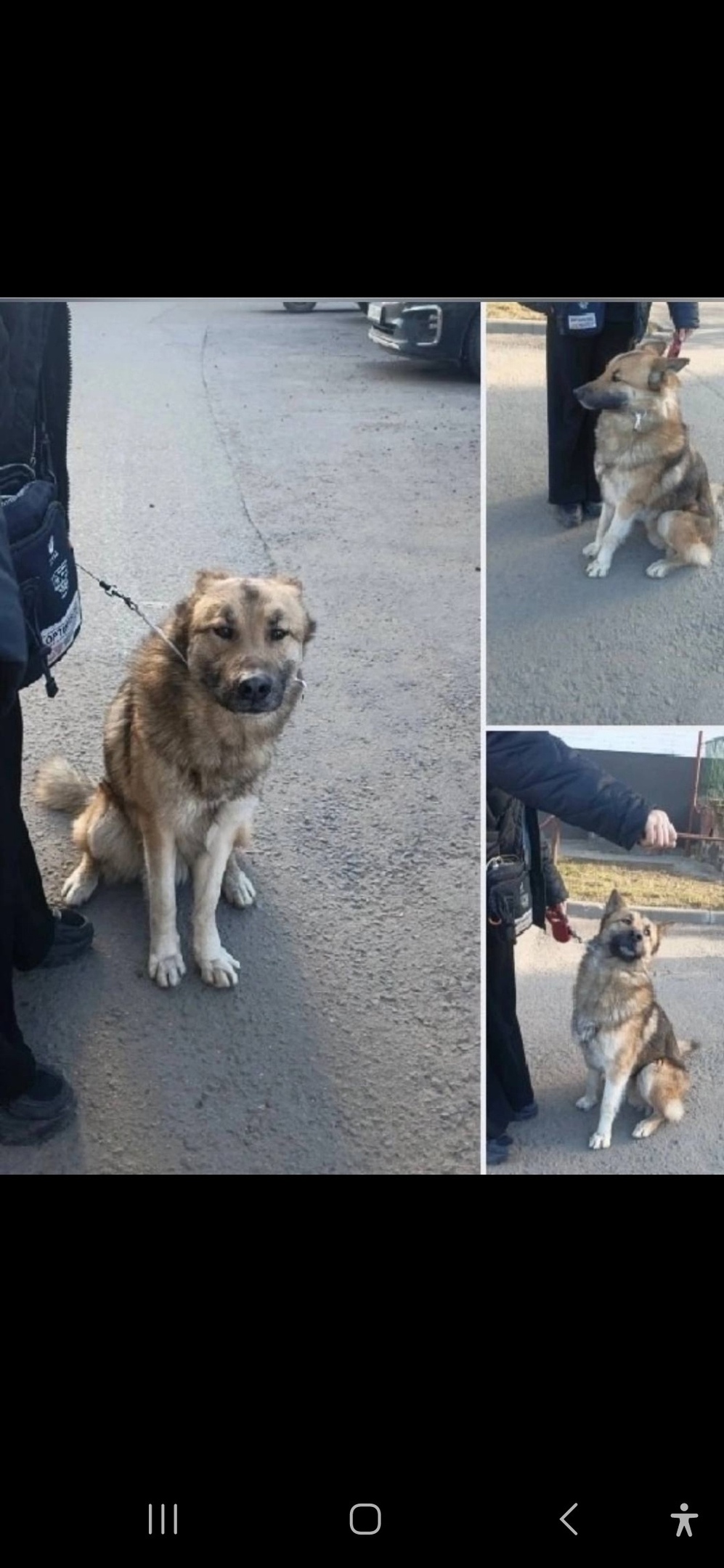 Найдена собака в Королёве — фото объявления