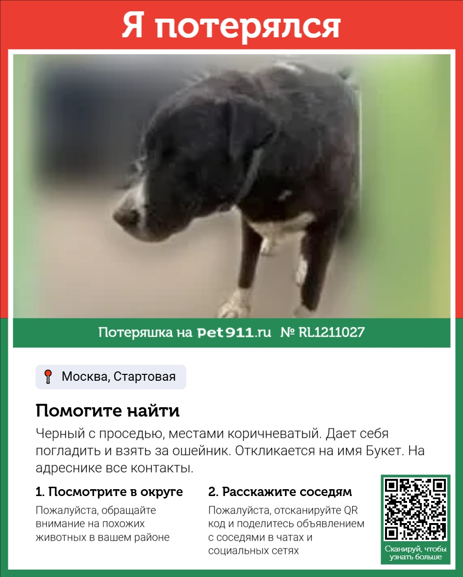 Найдена собака в Видном — фото объявления