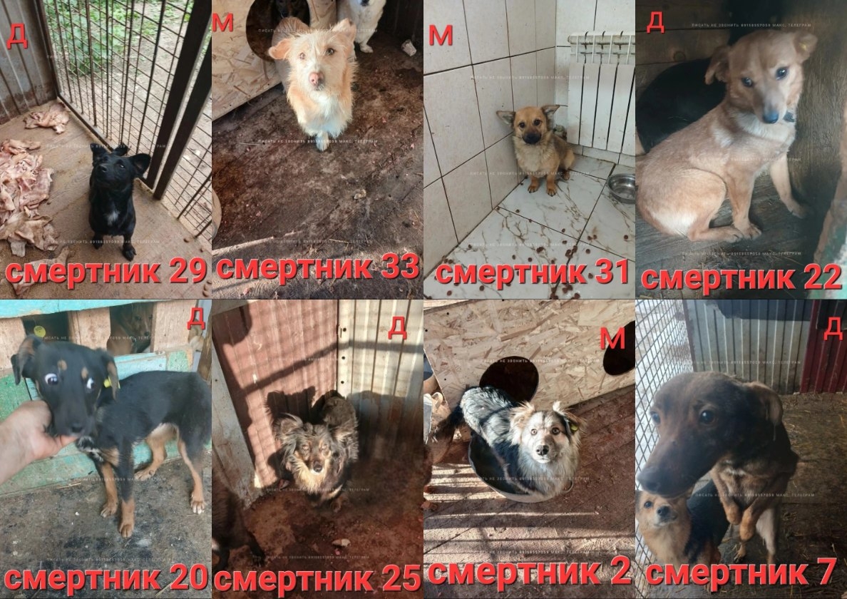 Найдена собака в Липецке — фото объявления