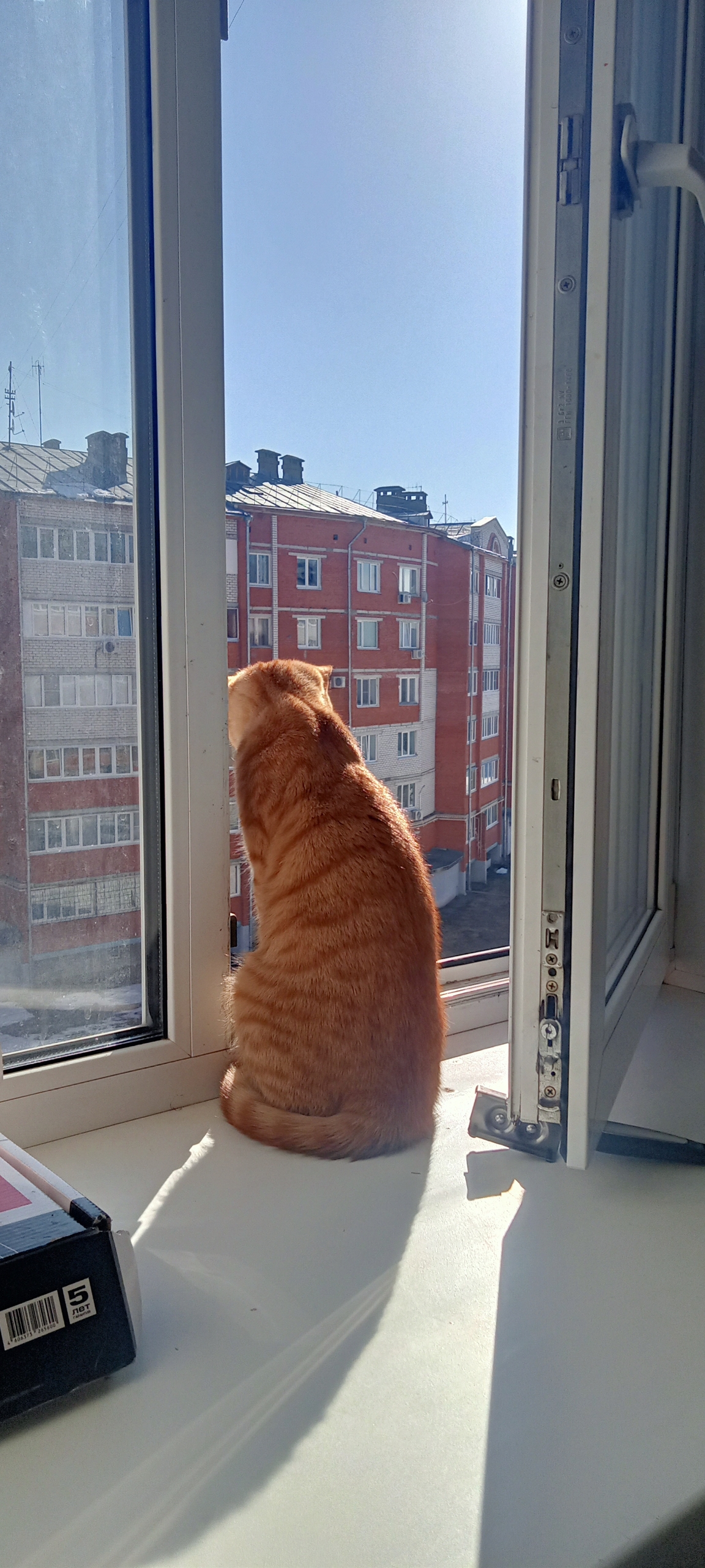 Найдена кошка в Йошкар-Оле — фото объявления