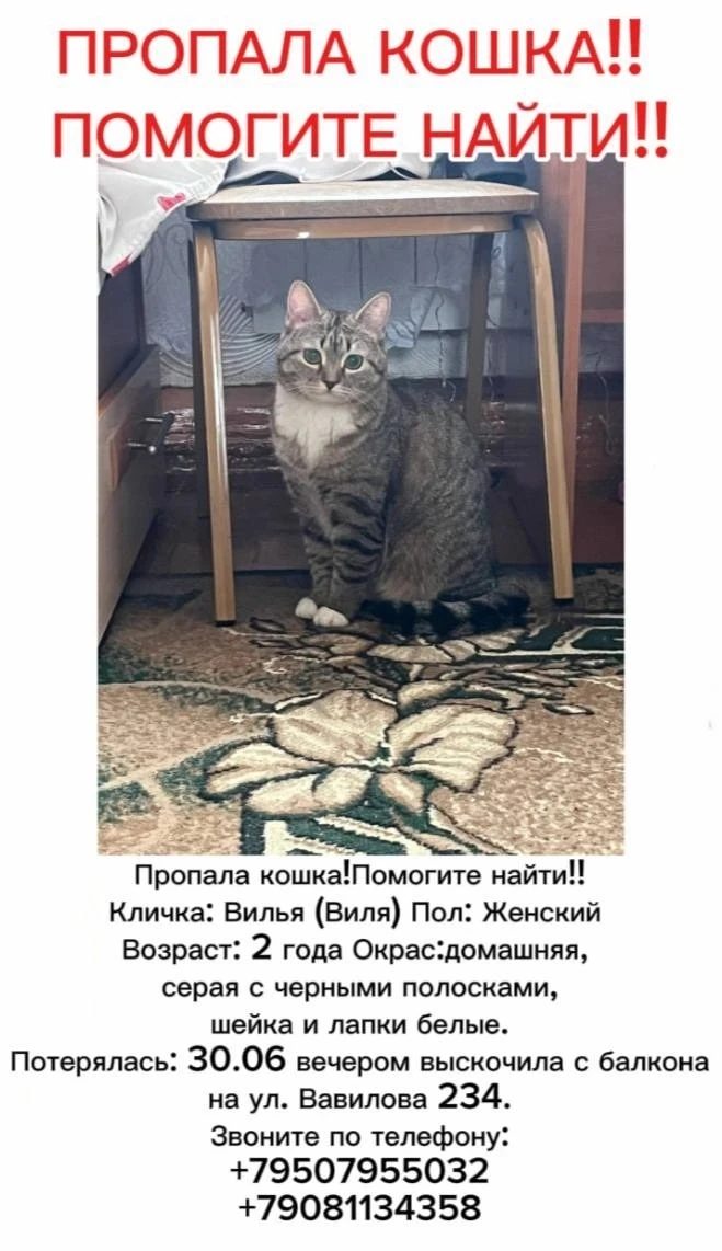 Пропала кошка в Омске — фото объявления