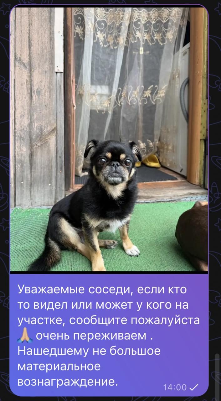 Пропала собака в Новосибирске — фото объявления