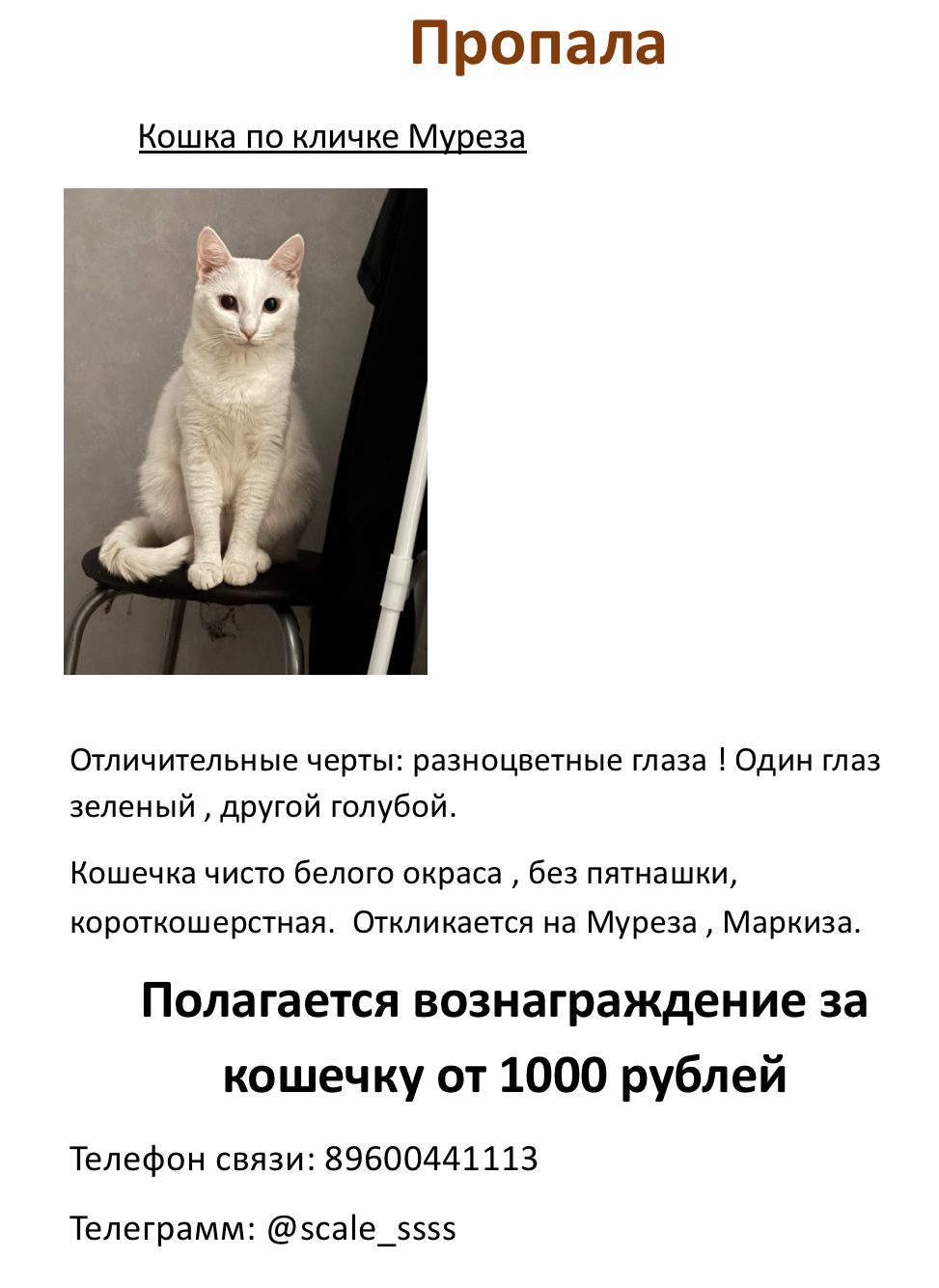 Пропала кошка в Казани — фото объявления