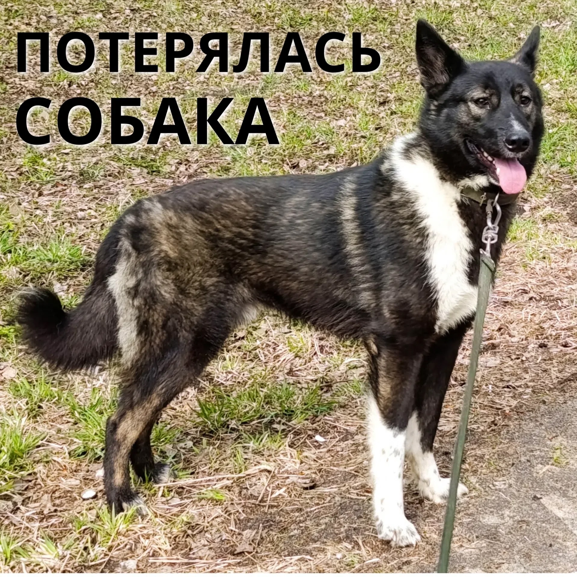 Найдена собака в Вологде — фото объявления