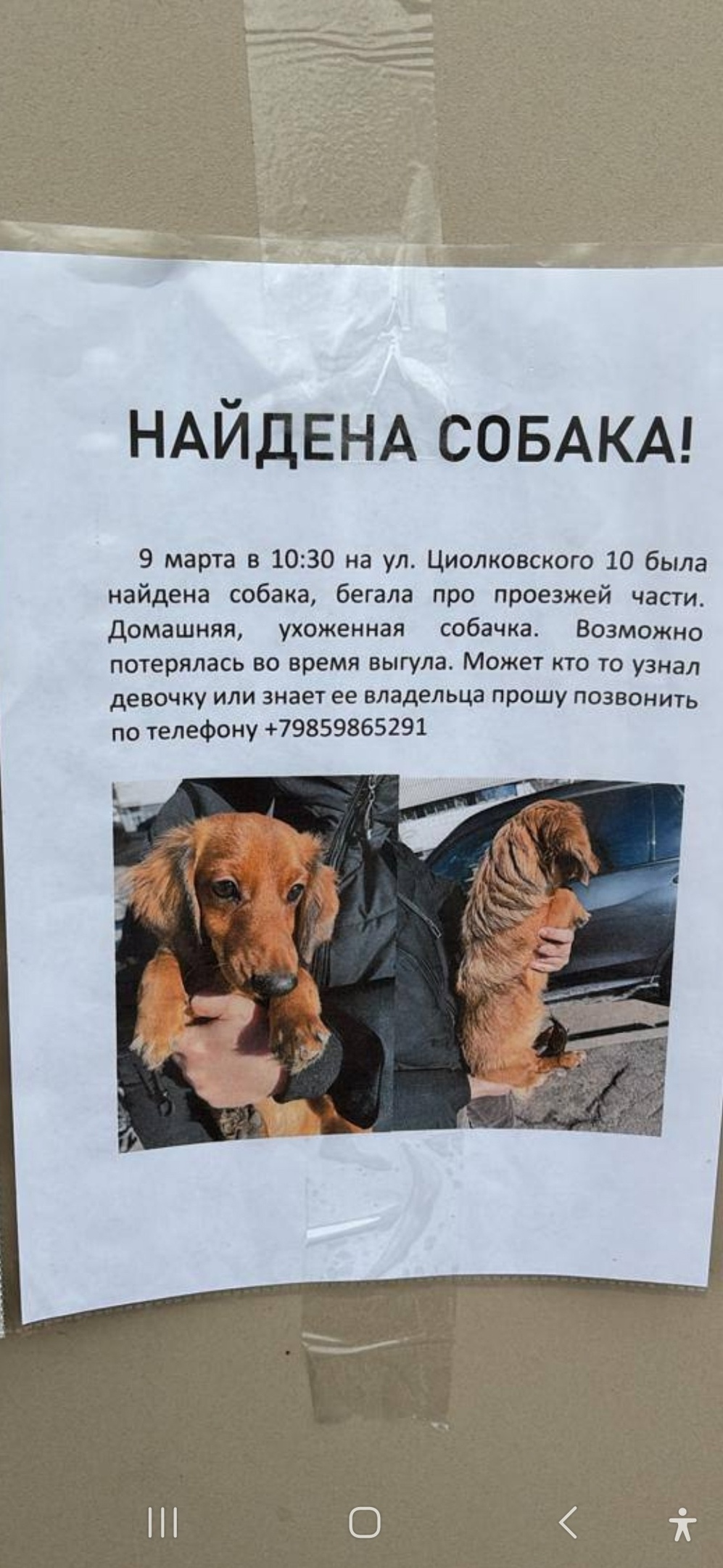 Найдена собака в Королёве — фото объявления
