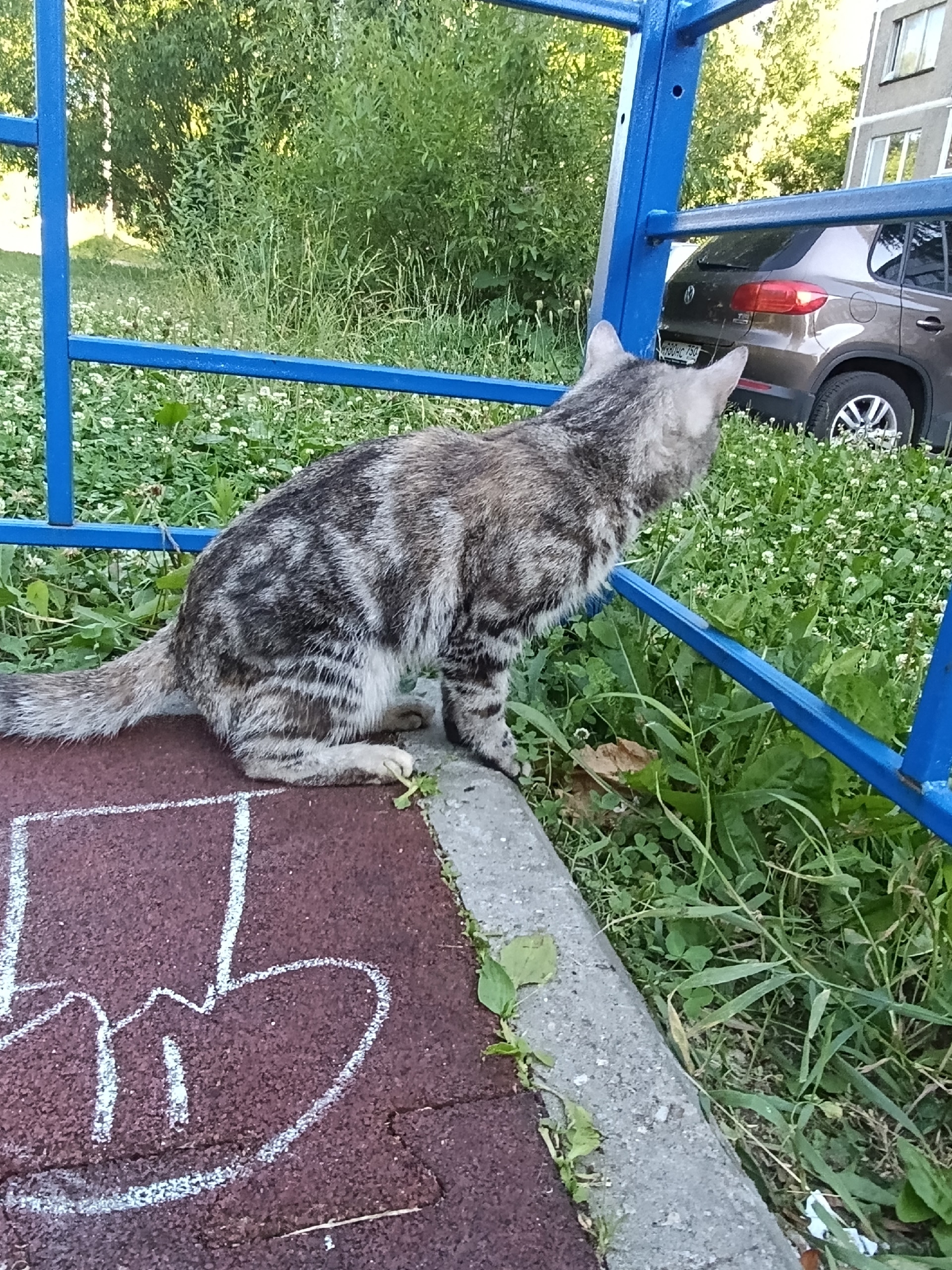 Найдена кошка в Егорьевске — фото объявления