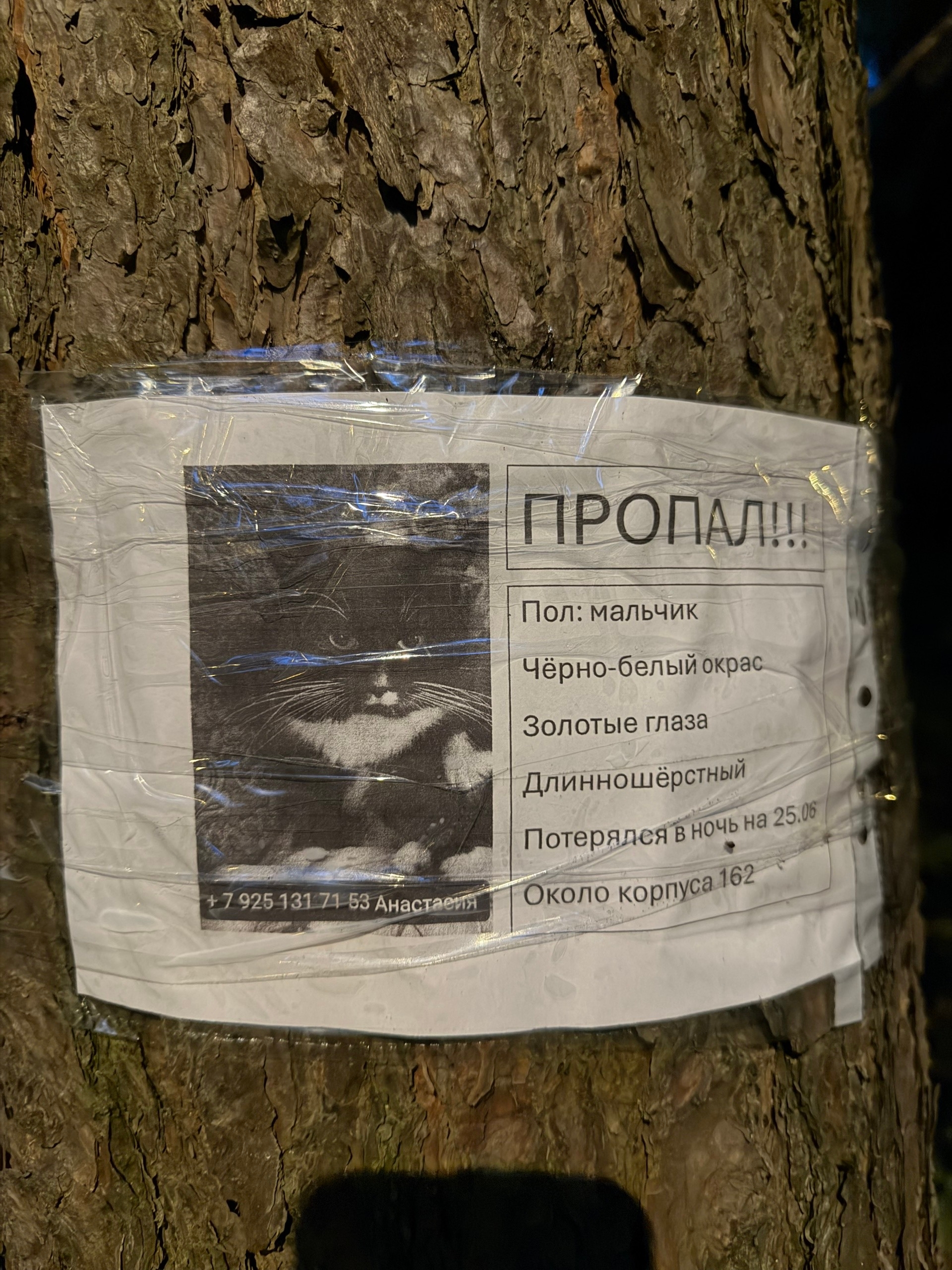 Найдена кошка в Зеленограде — фото объявления
