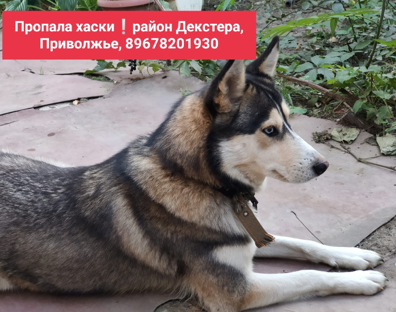 Объявление о питомце в Астрахани — фото объявления