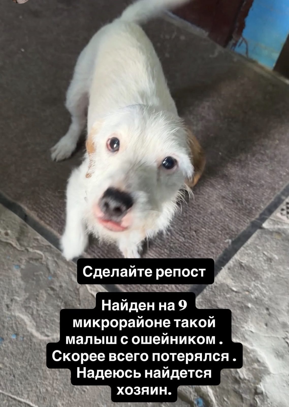 Найдена собака в Липецке — фото объявления