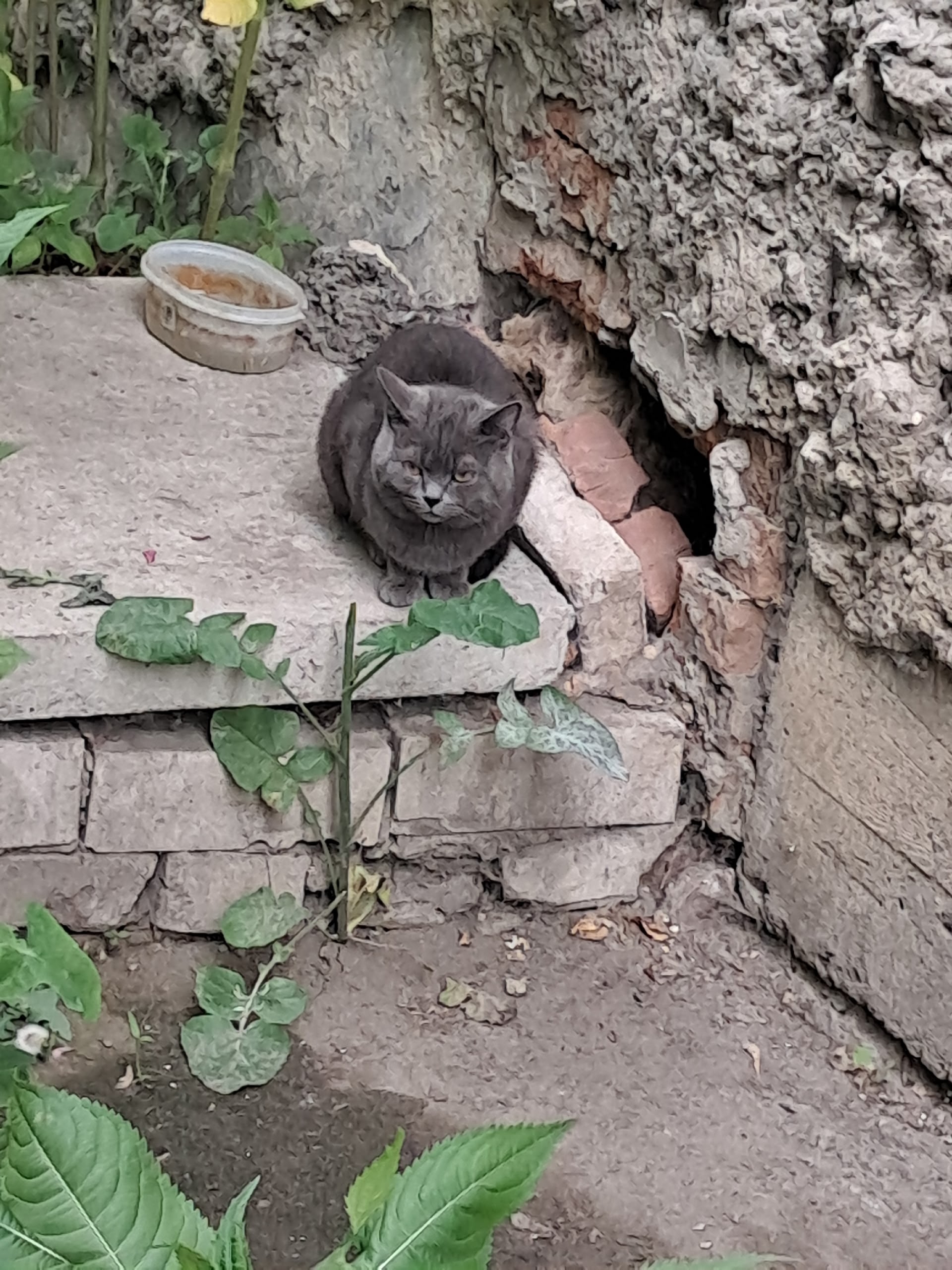 Объявление о питомце в Кургане — фото объявления