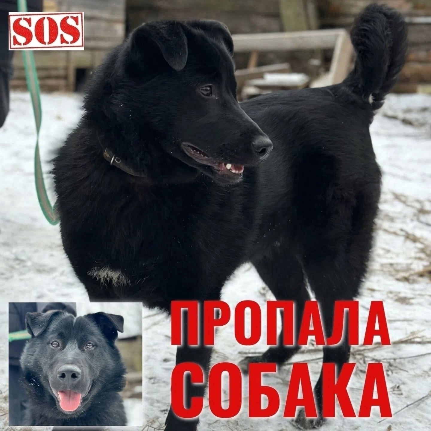Найдена собака в Вологде — фото объявления