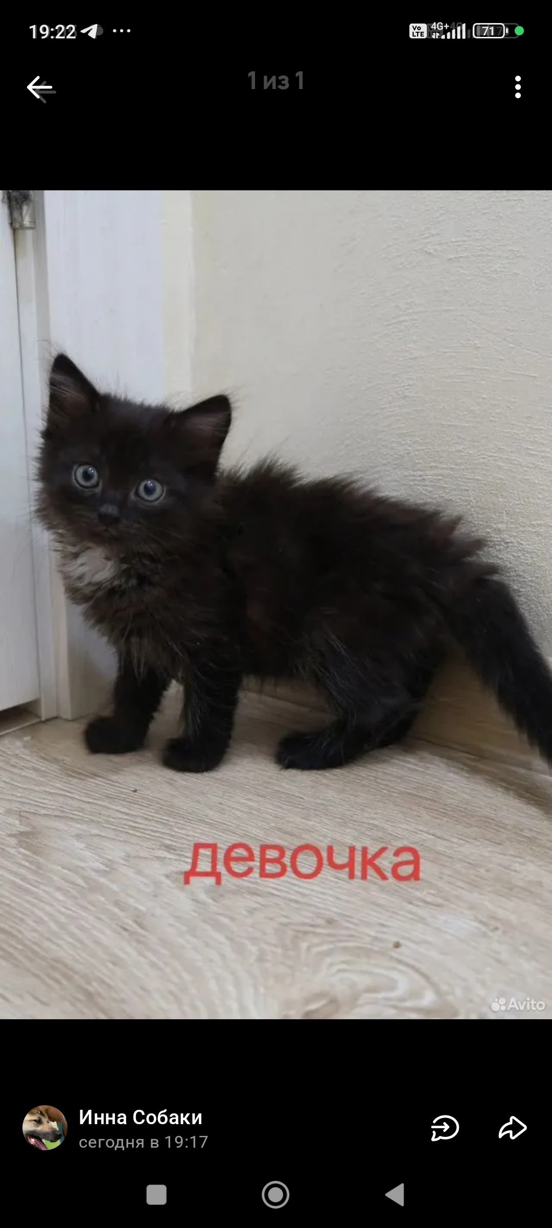 Объявление о питомце в Егорьевске — фото объявления