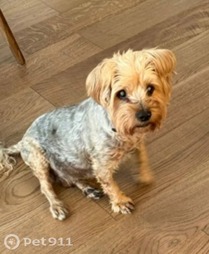 Найдена собака в Ейске — фото объявления
