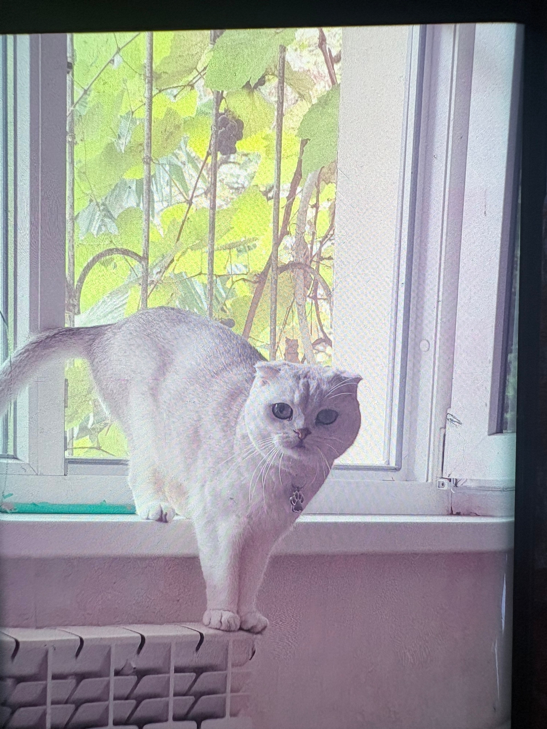 Найдена кошка в Сочи — фото объявления