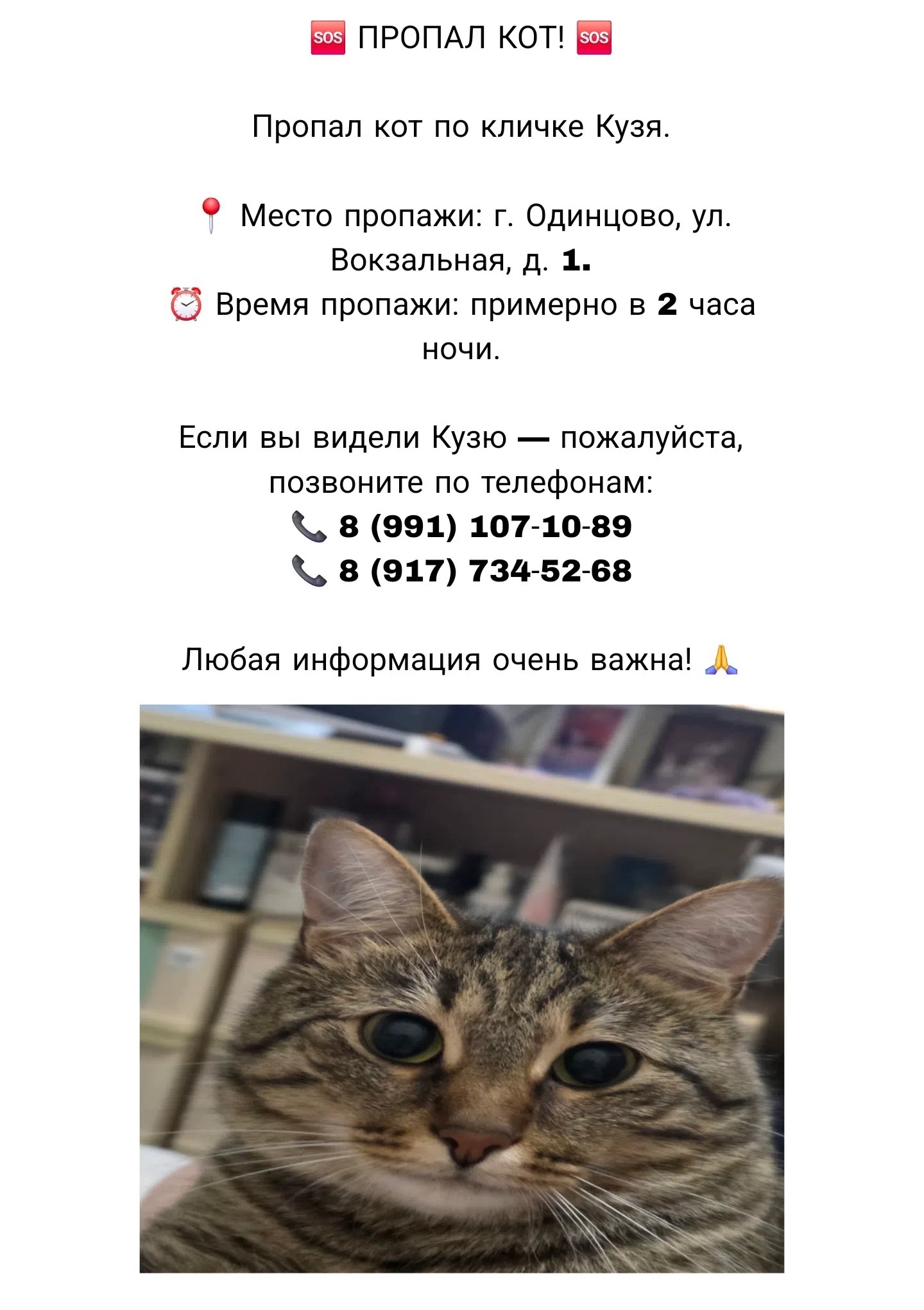 Найдена кошка в Одинцове — фото объявления