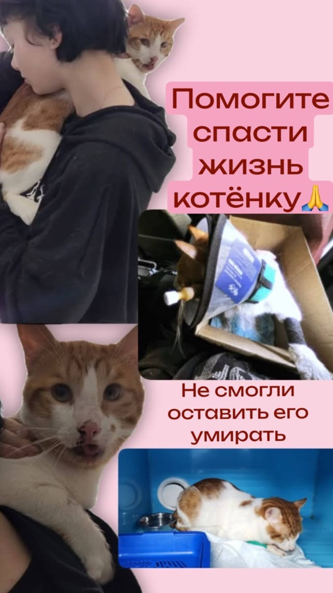 Найдена кошка в Сергиевом Посаде — фото объявления