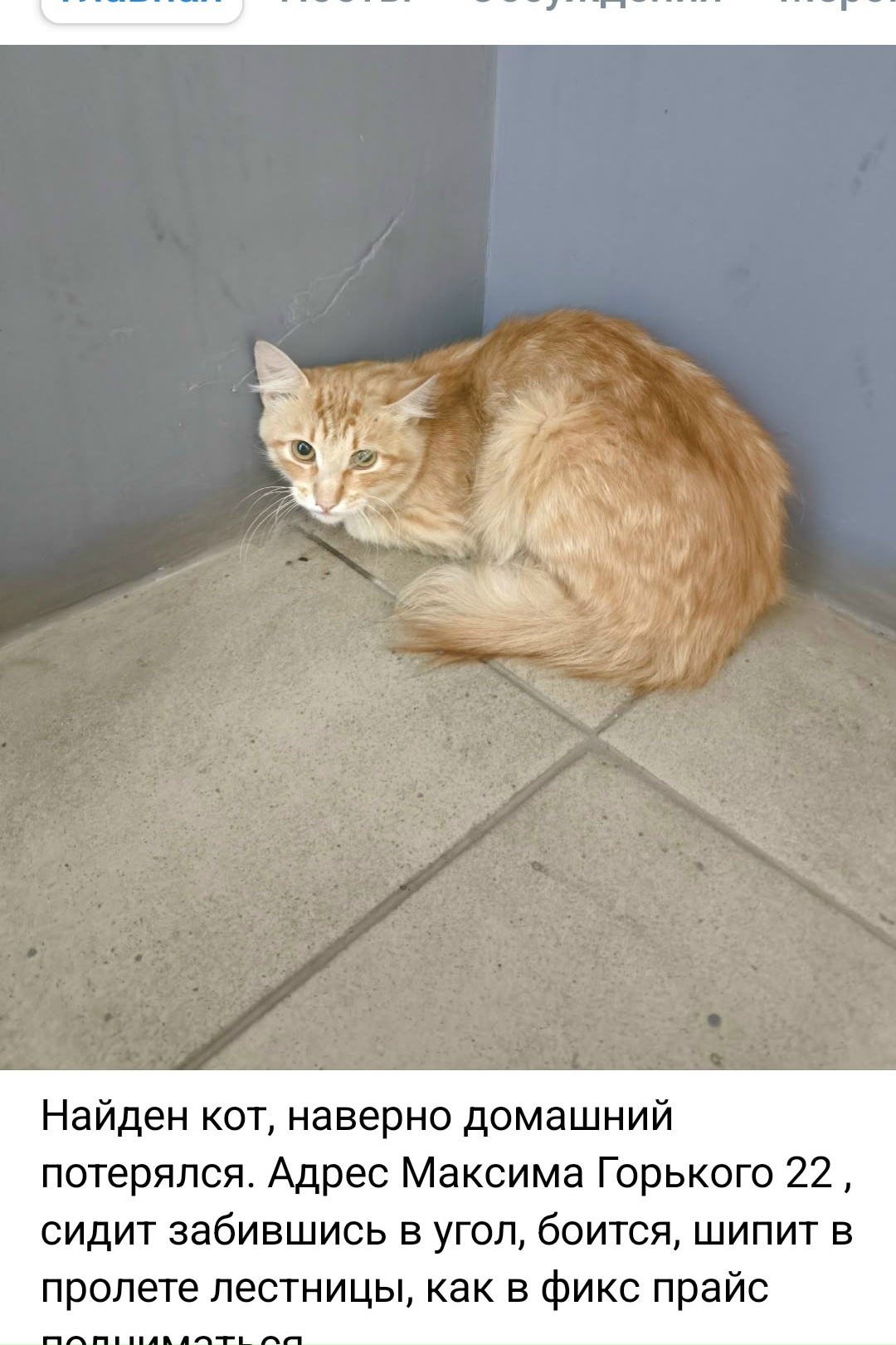 Объявление о питомце в Пскове — фото объявления
