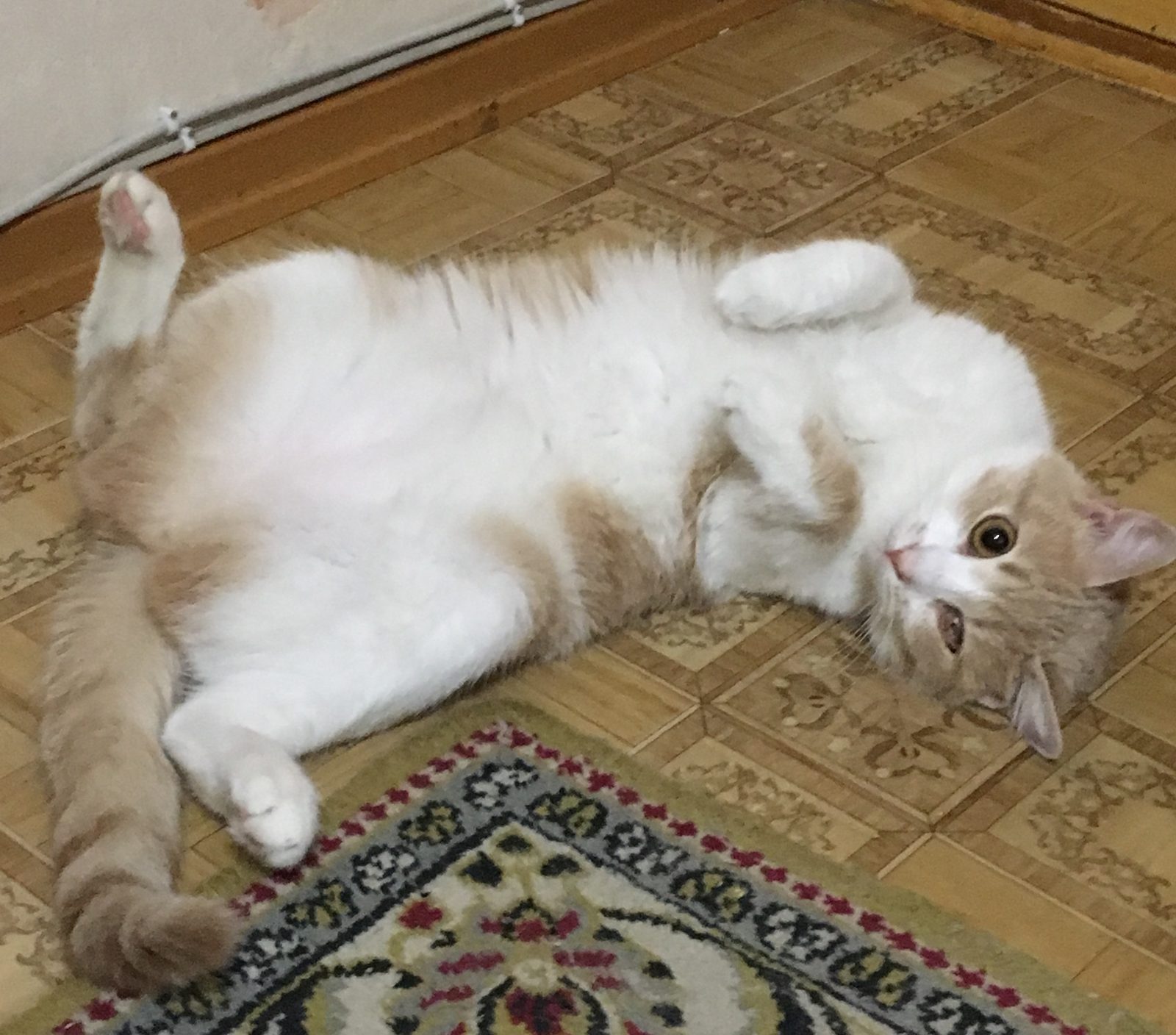 Пропала кошка в Симферополе — Помогите, пожалуйста,найти😢