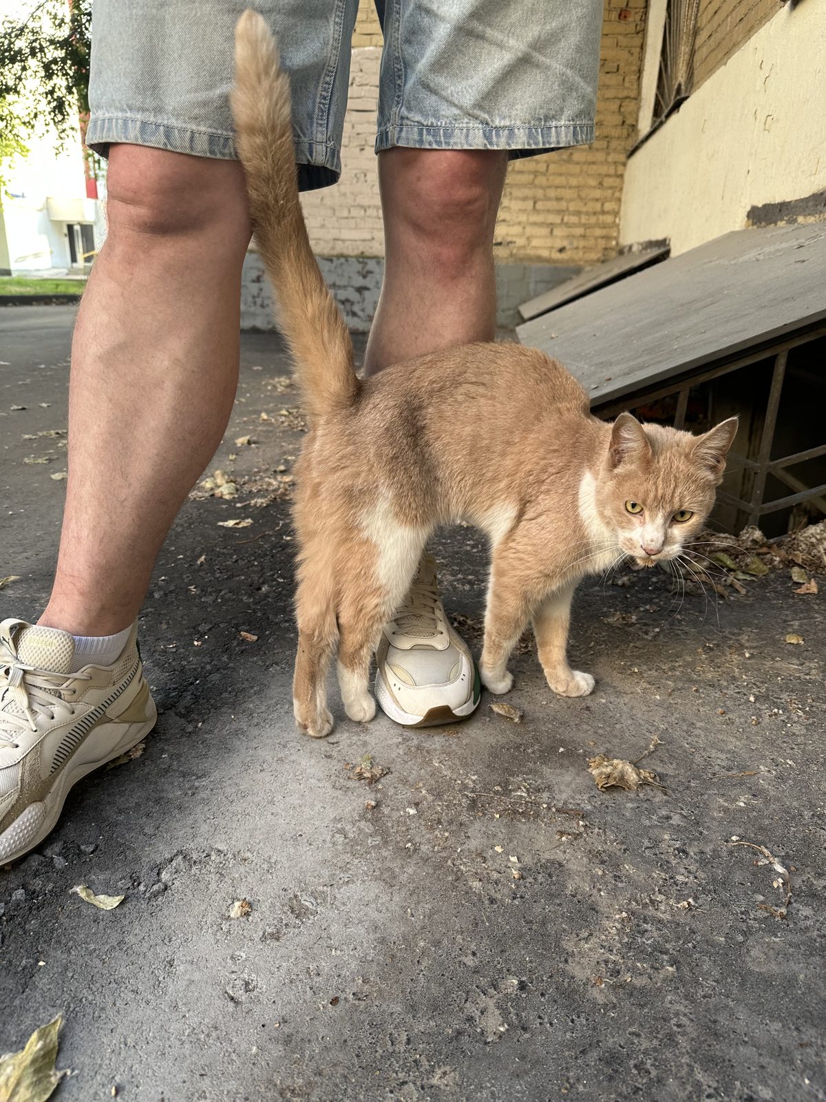 Найдена кошка в Москве — фото объявления