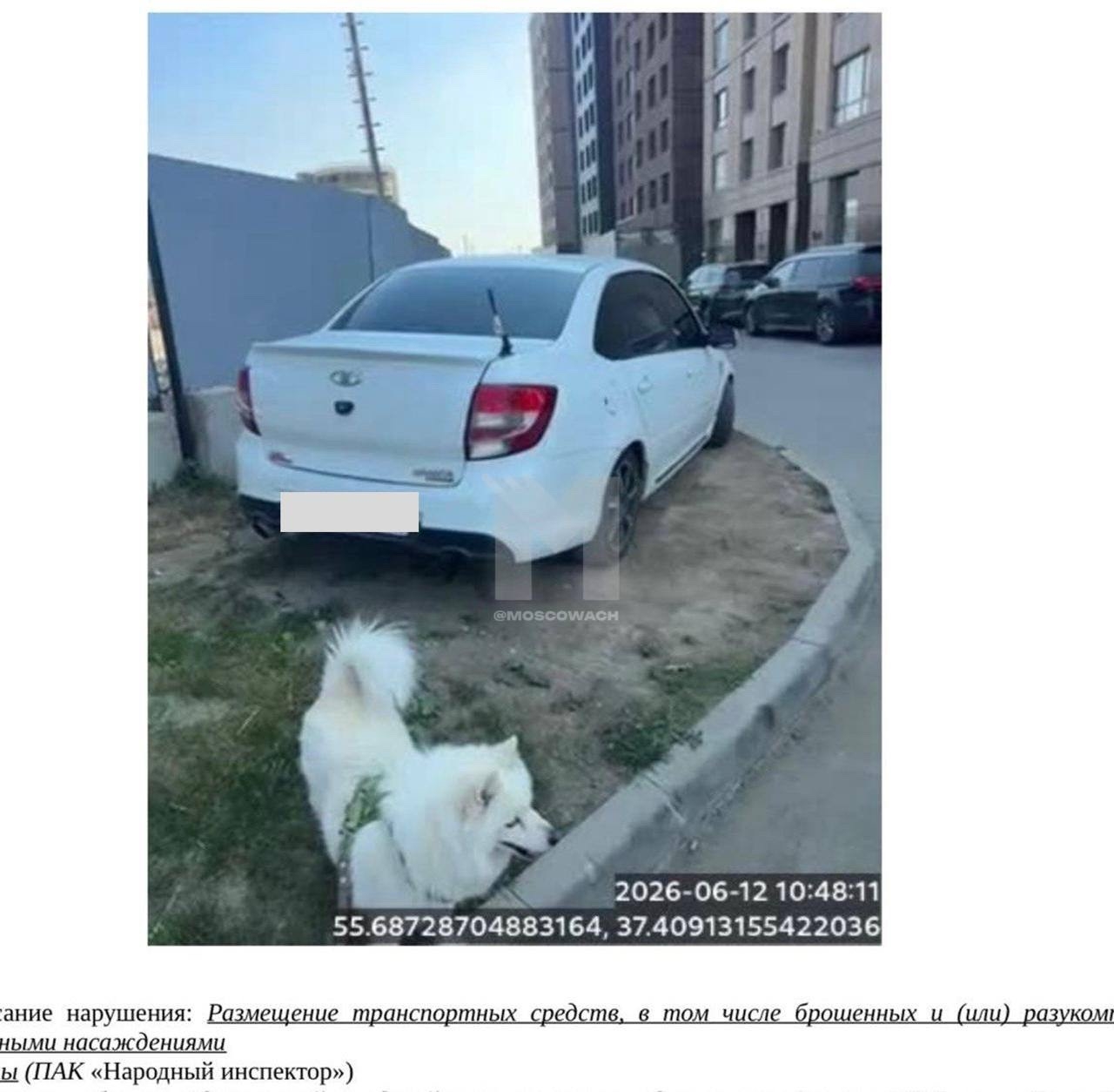Найдена собака в Одинцове — фото объявления