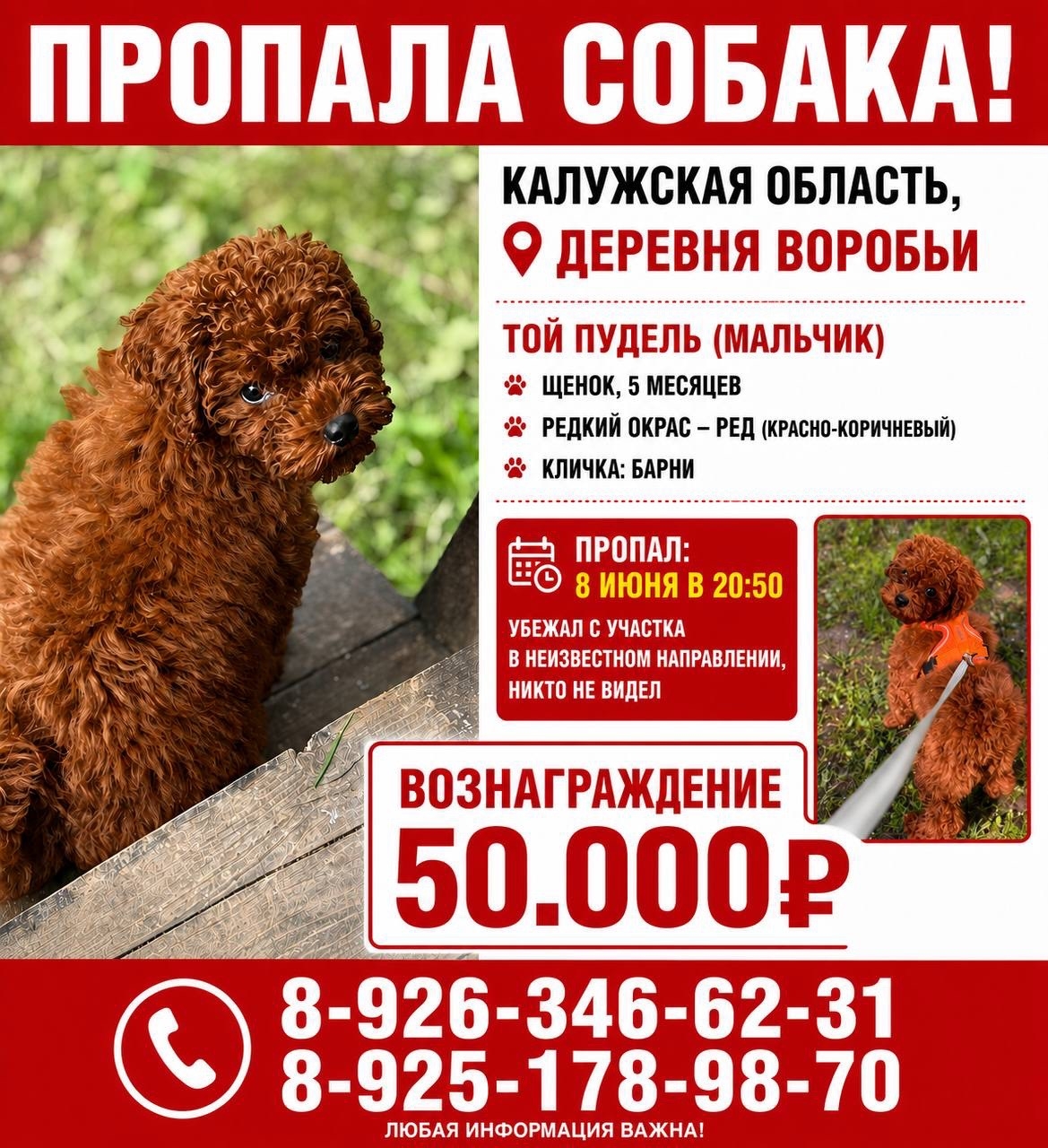 Объявление о питомце в Серпухове — фото объявления