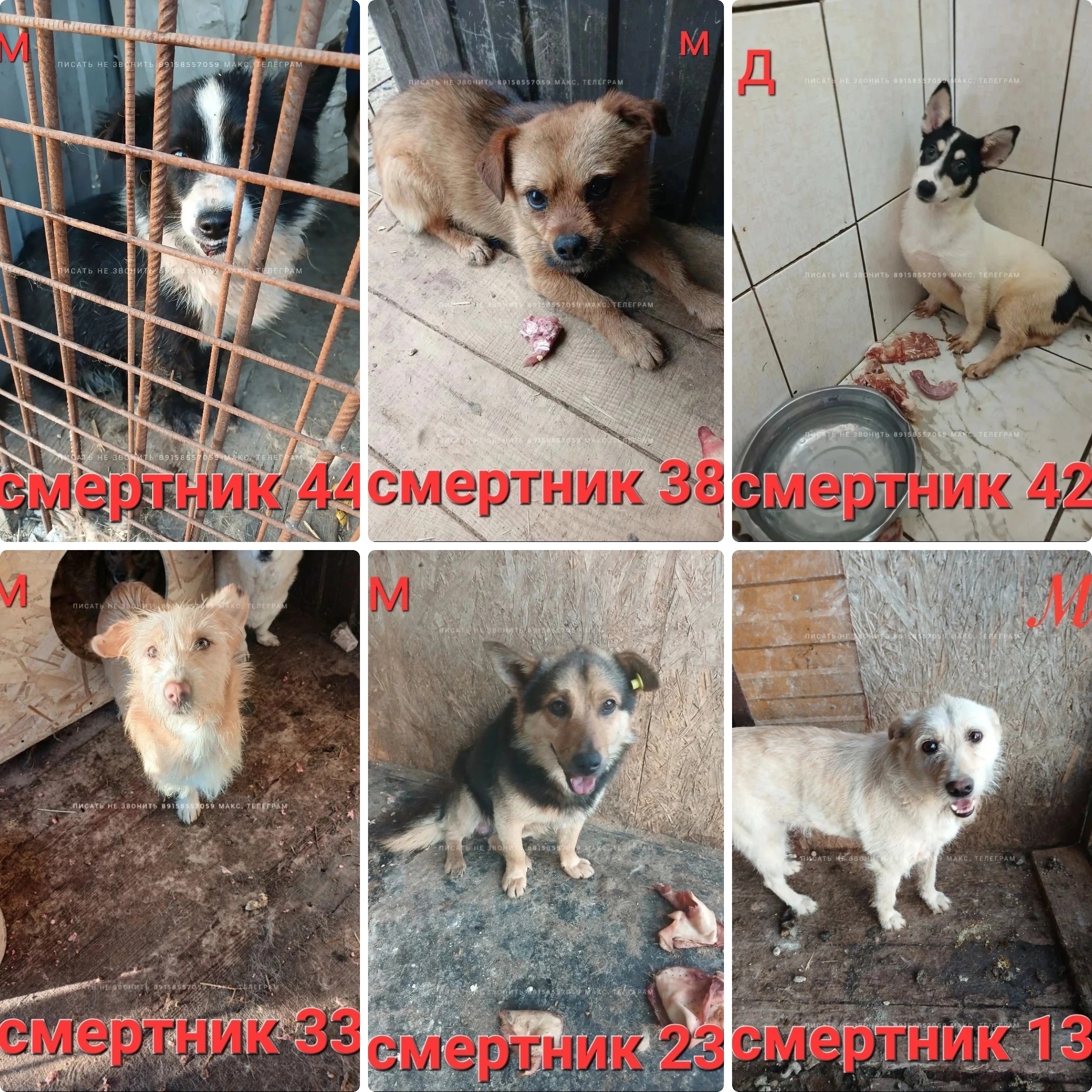 Объявление о питомце в Клине — фото объявления