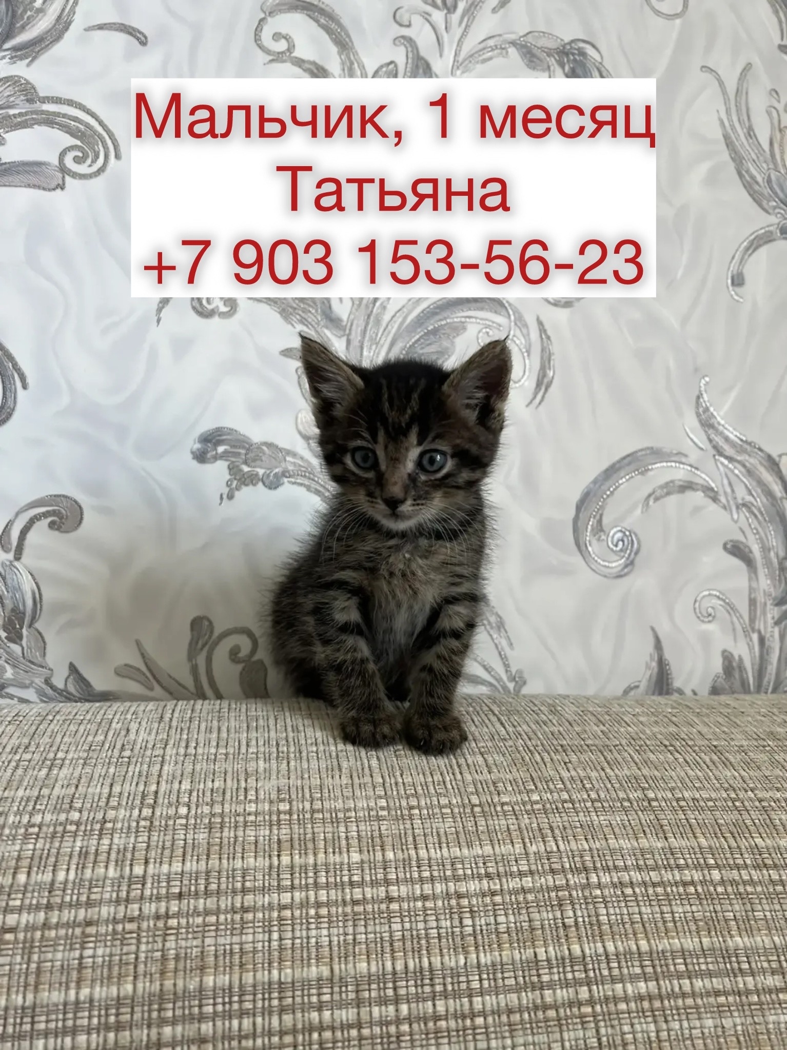 Объявление о питомце в Красногорске — фото объявления