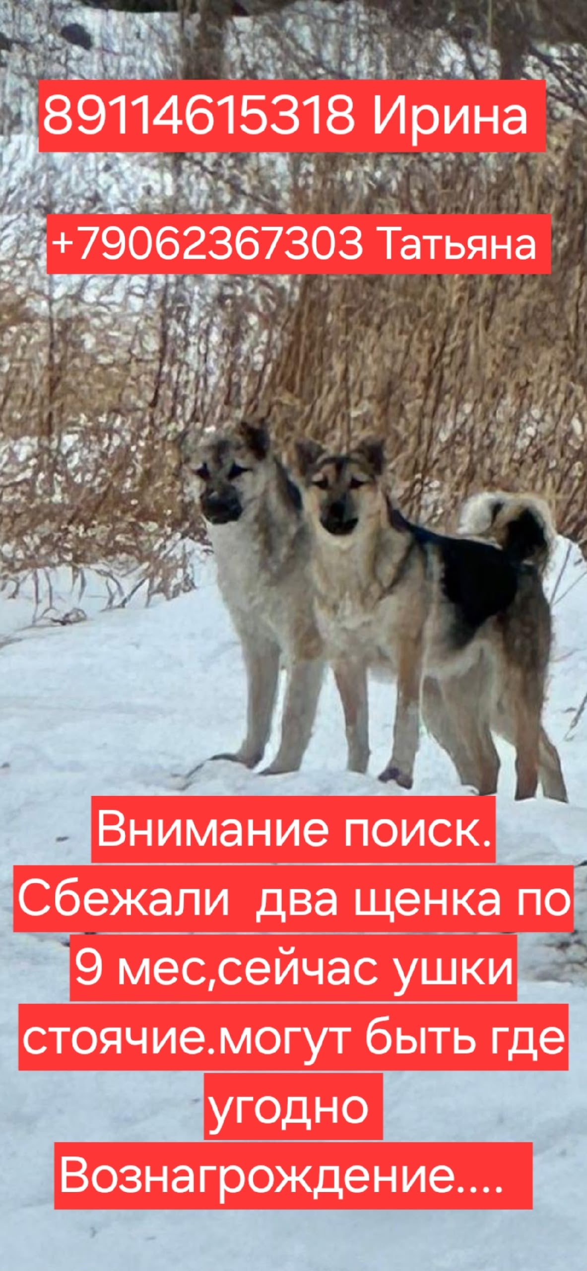 Найдена собака в Калининграде — фото объявления
