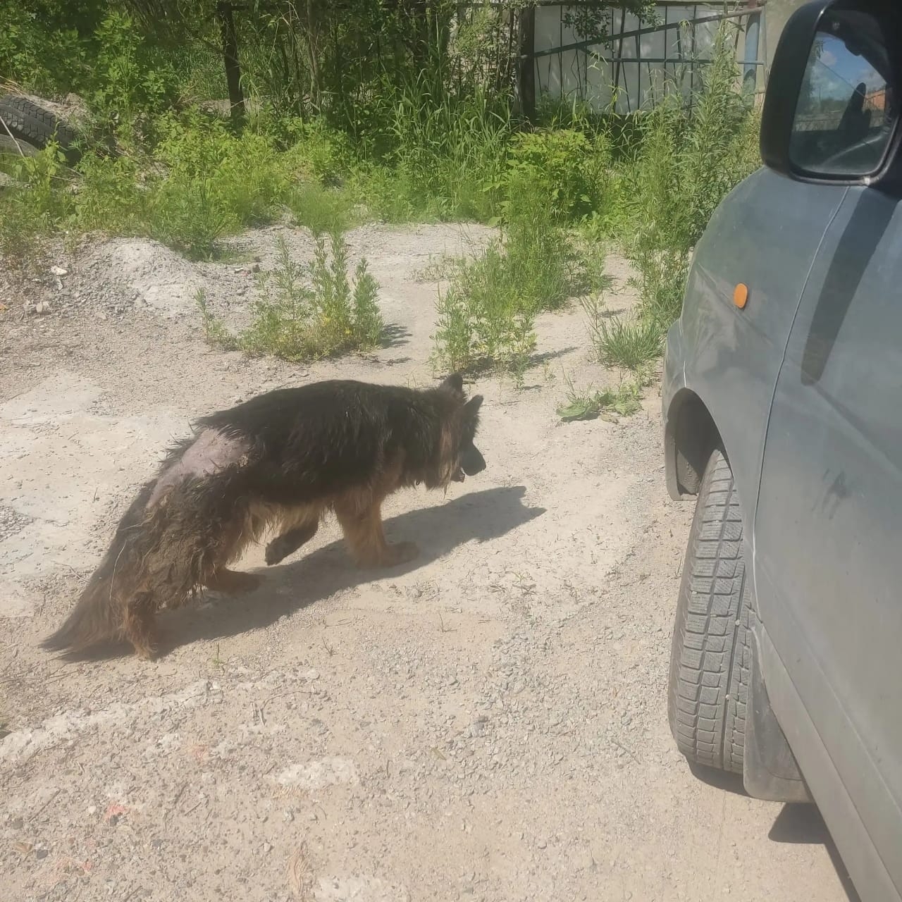 Найдена собака в Хабаровске — фото объявления