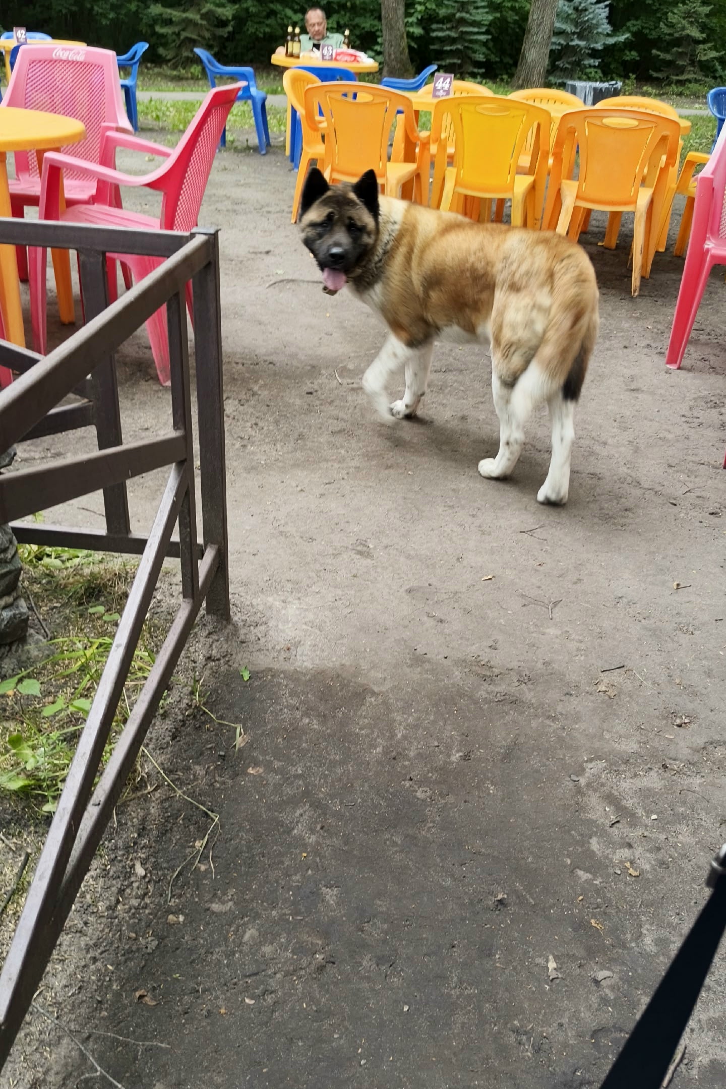Объявление о питомце в Ульяновске — фото объявления