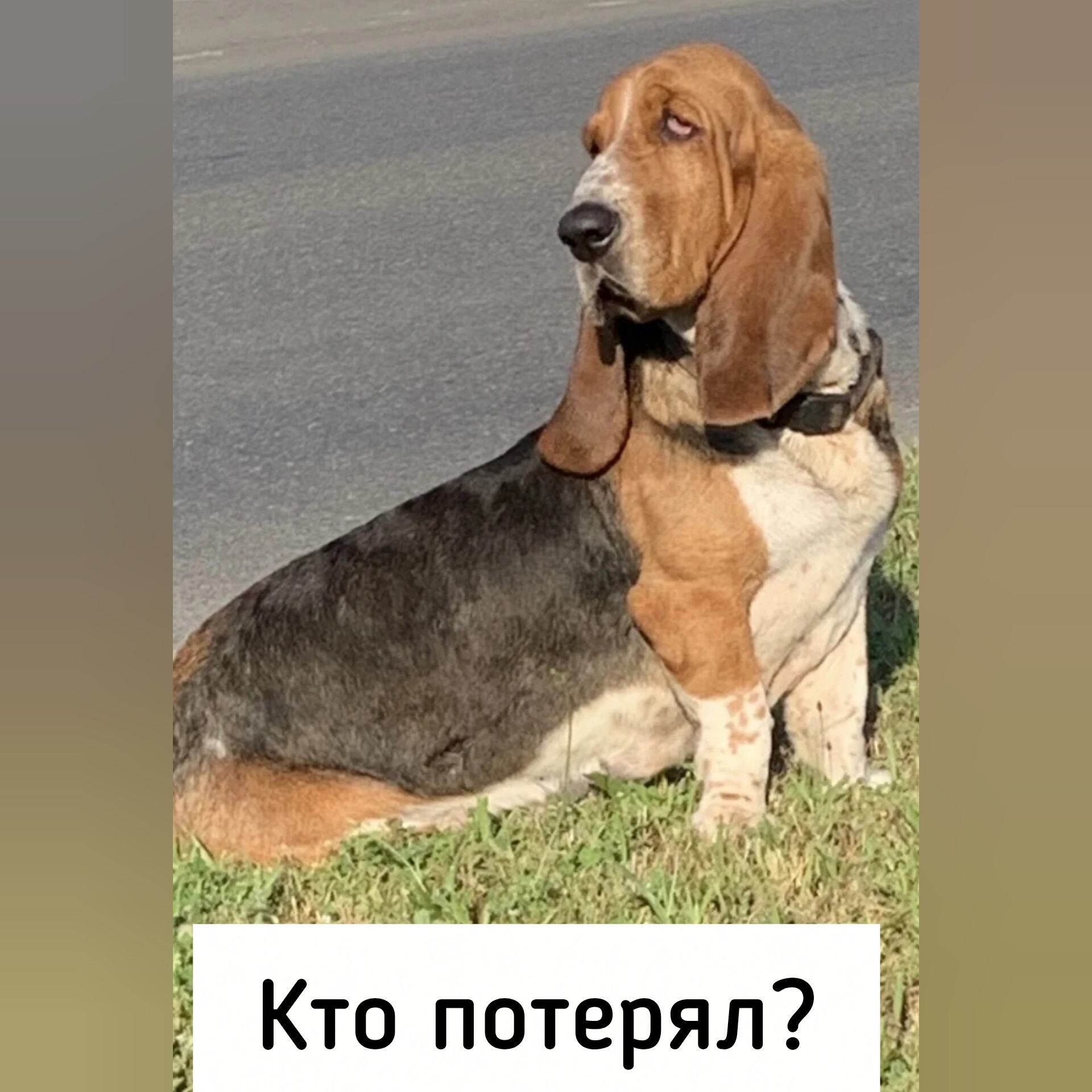 Найдена собака в Ставрополе — фото объявления