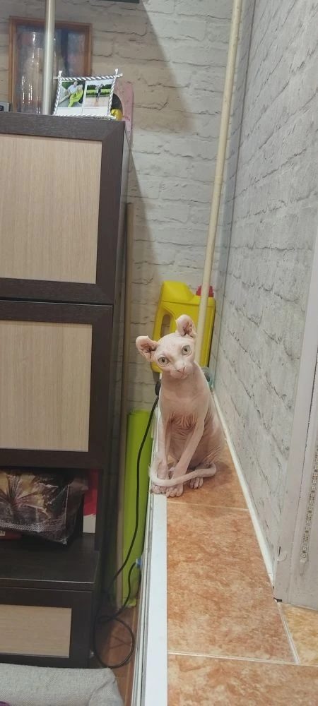Пропала кошка в Норильске — фото объявления